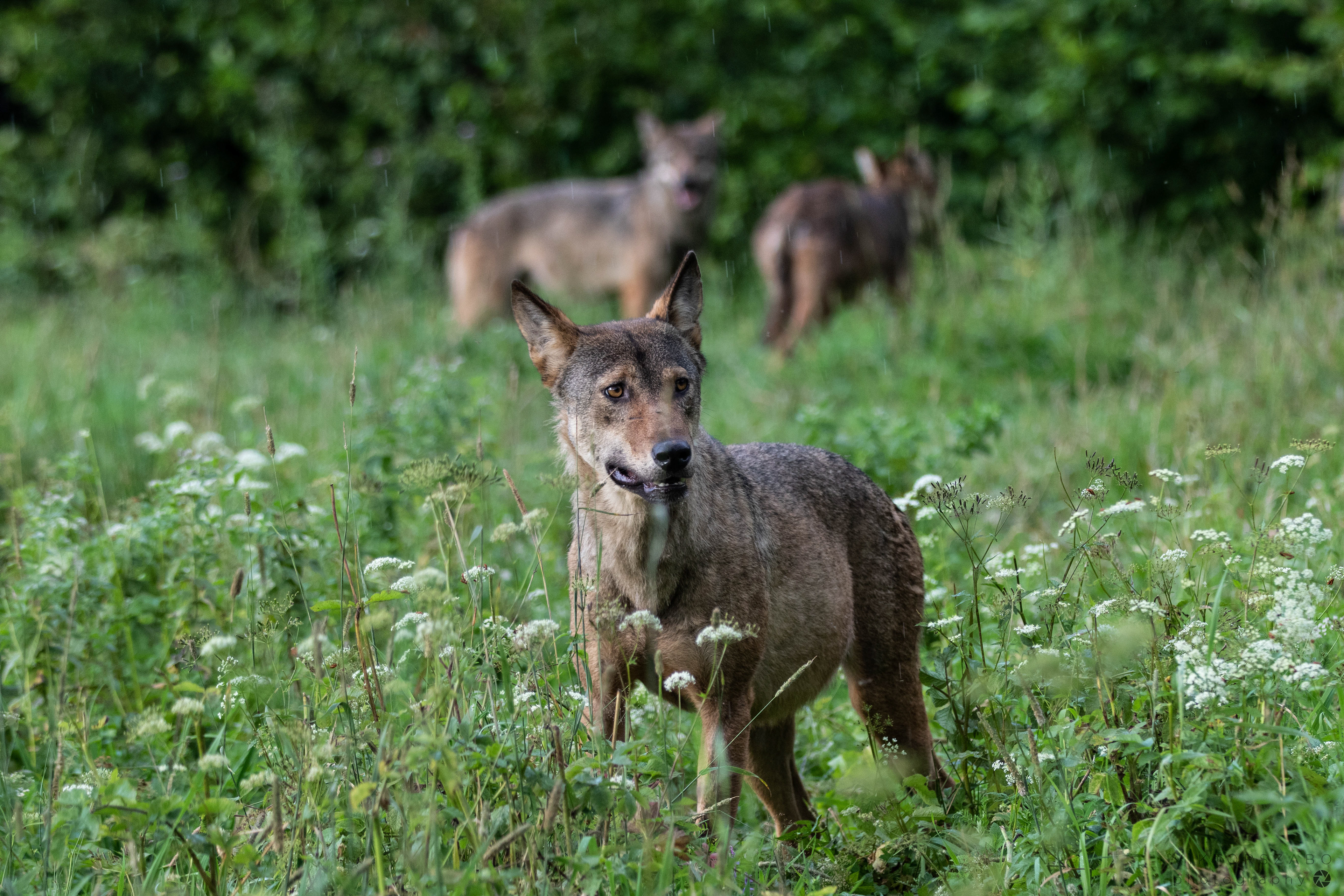 GREY WOLF/CANIS LUPUS, POLAND