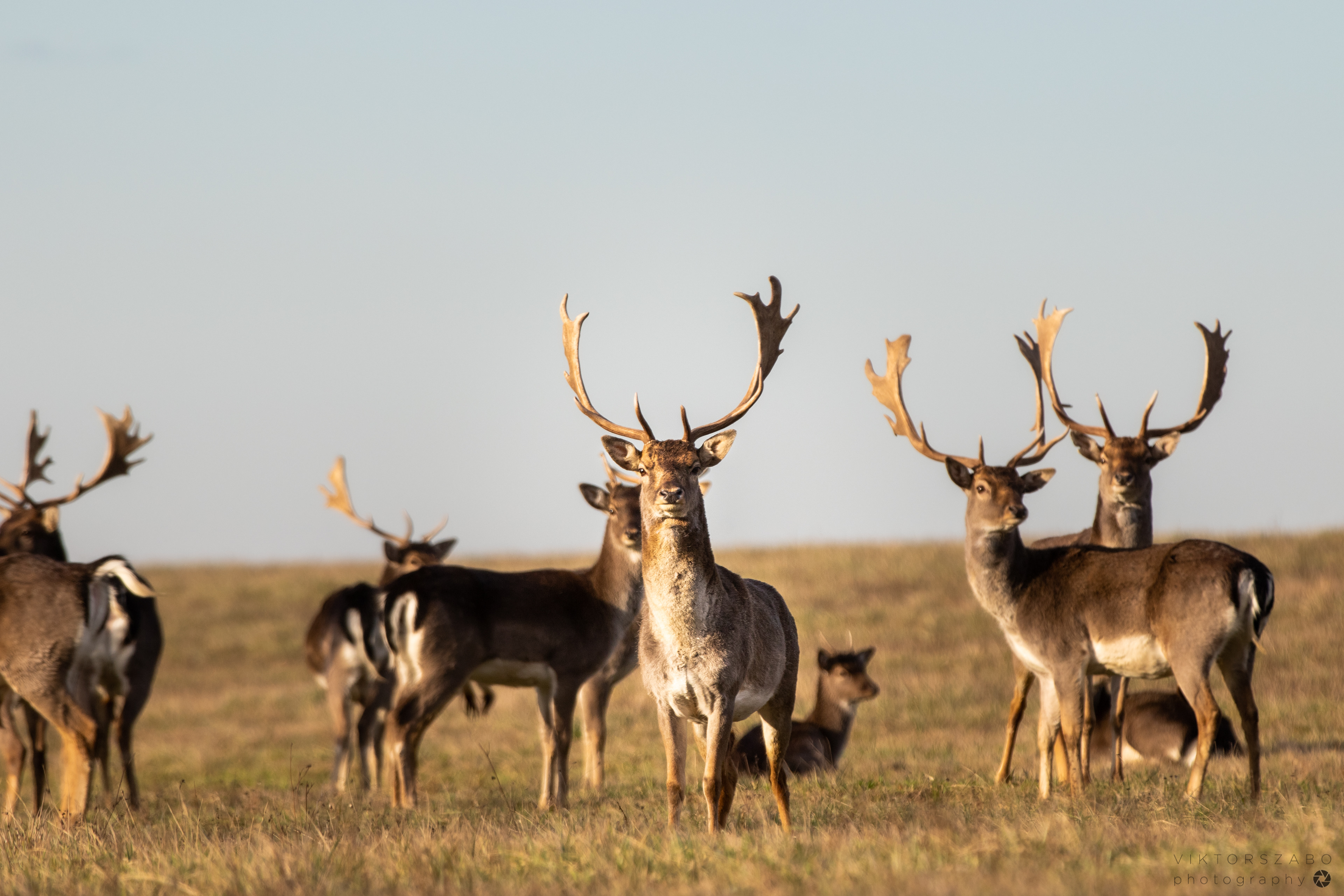 FALLOW DEER/DAMA DAMA, SLOVAKIA