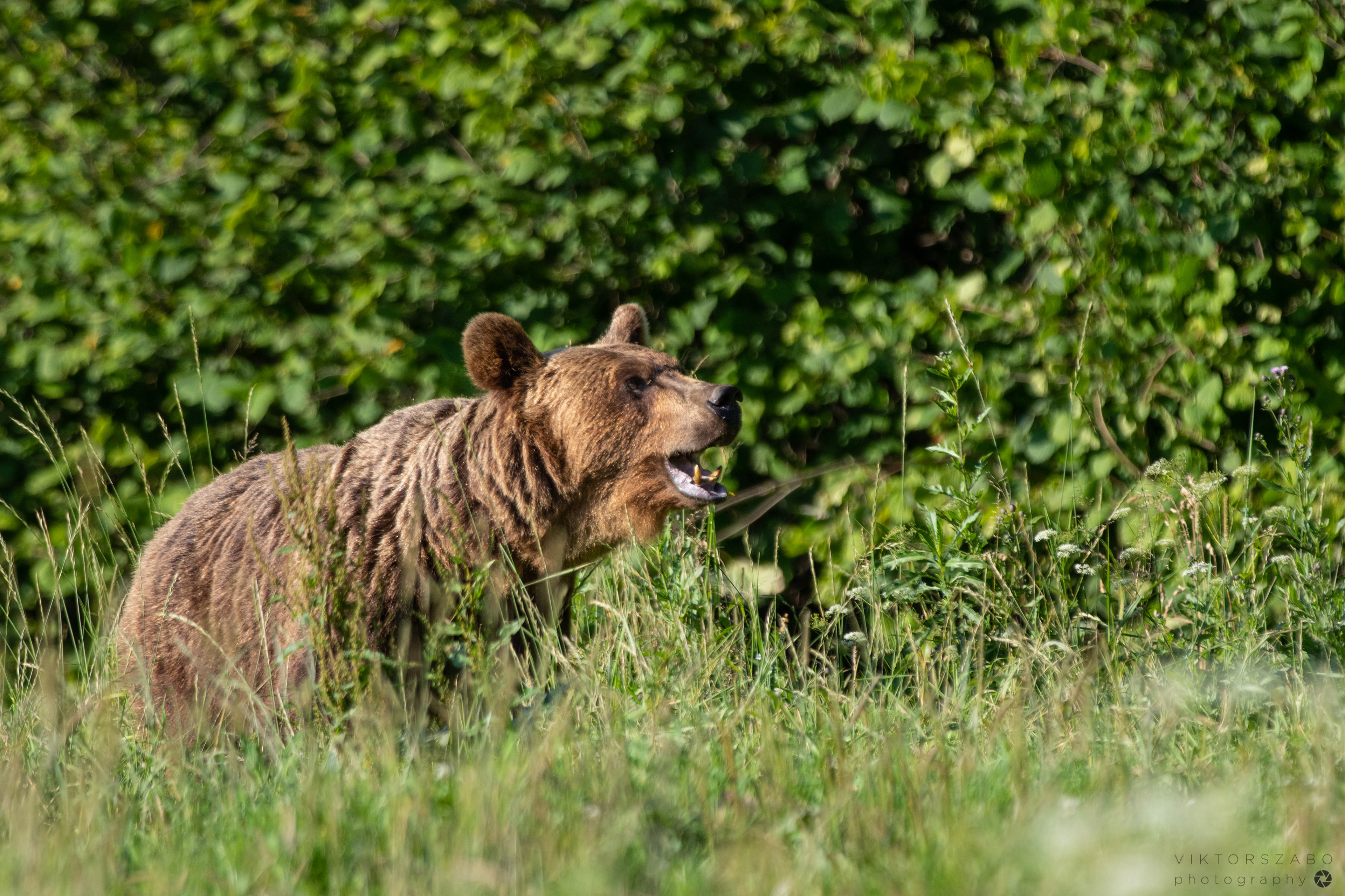 BROWN BEAR/URSUS ARCTOS, POLAND