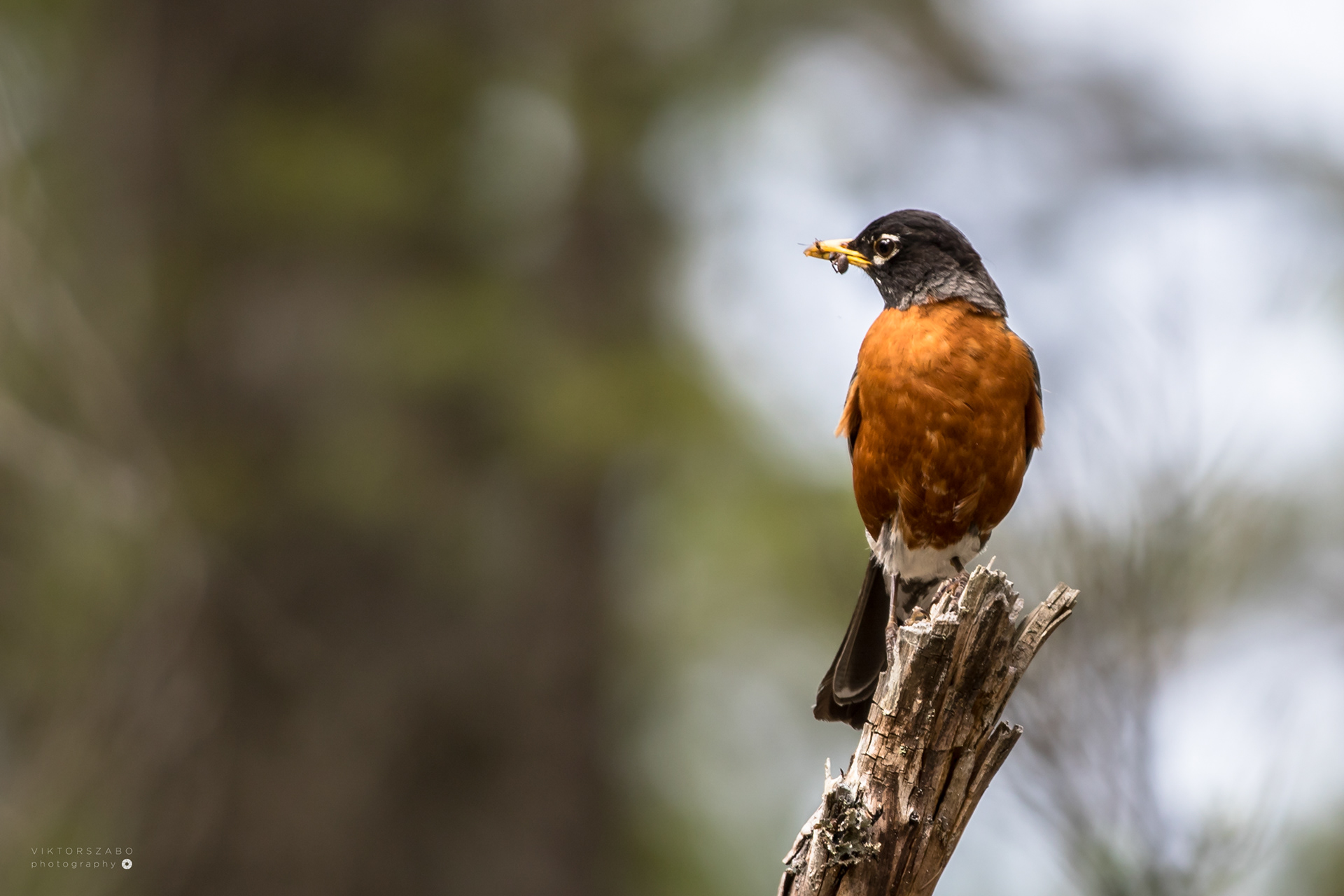 AMERICAN ROBIN/TURDUS MIGRATORIUS, CANADA