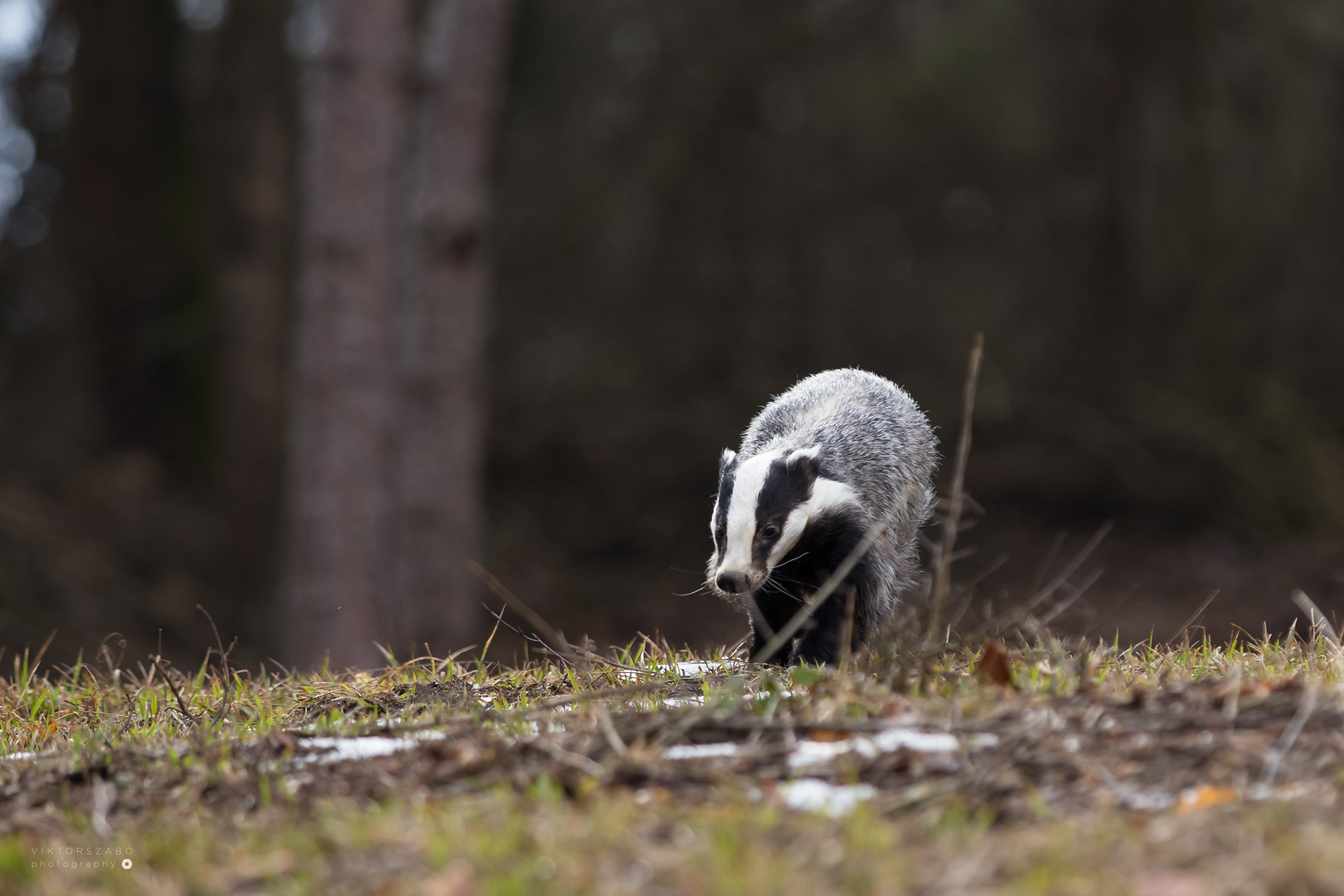 EUROPEAN BADGER/MELES MELES, SLOVAKIA