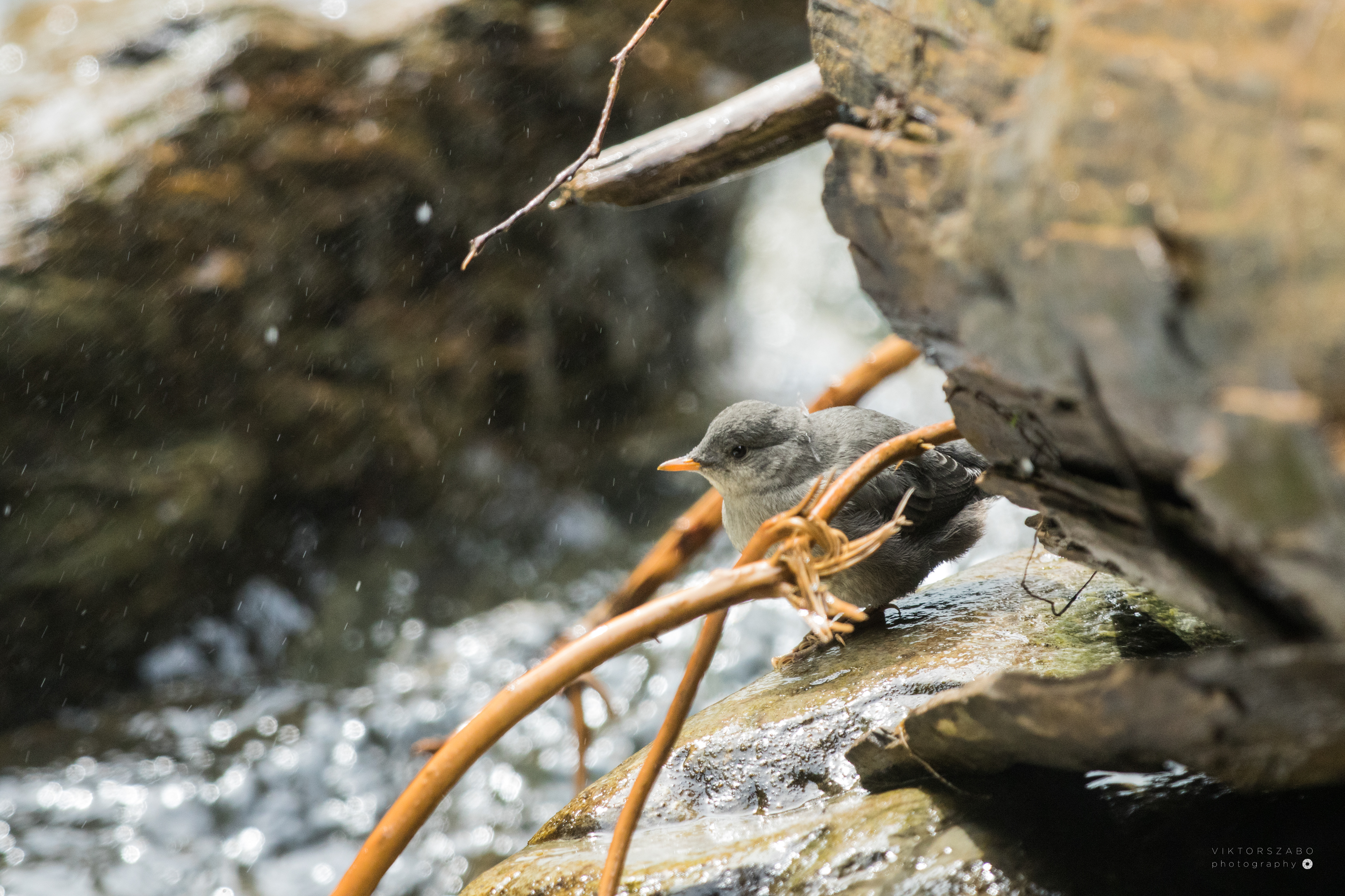 AMERICAN DIPPER/CINCLUS MEXICANUS, CANADA