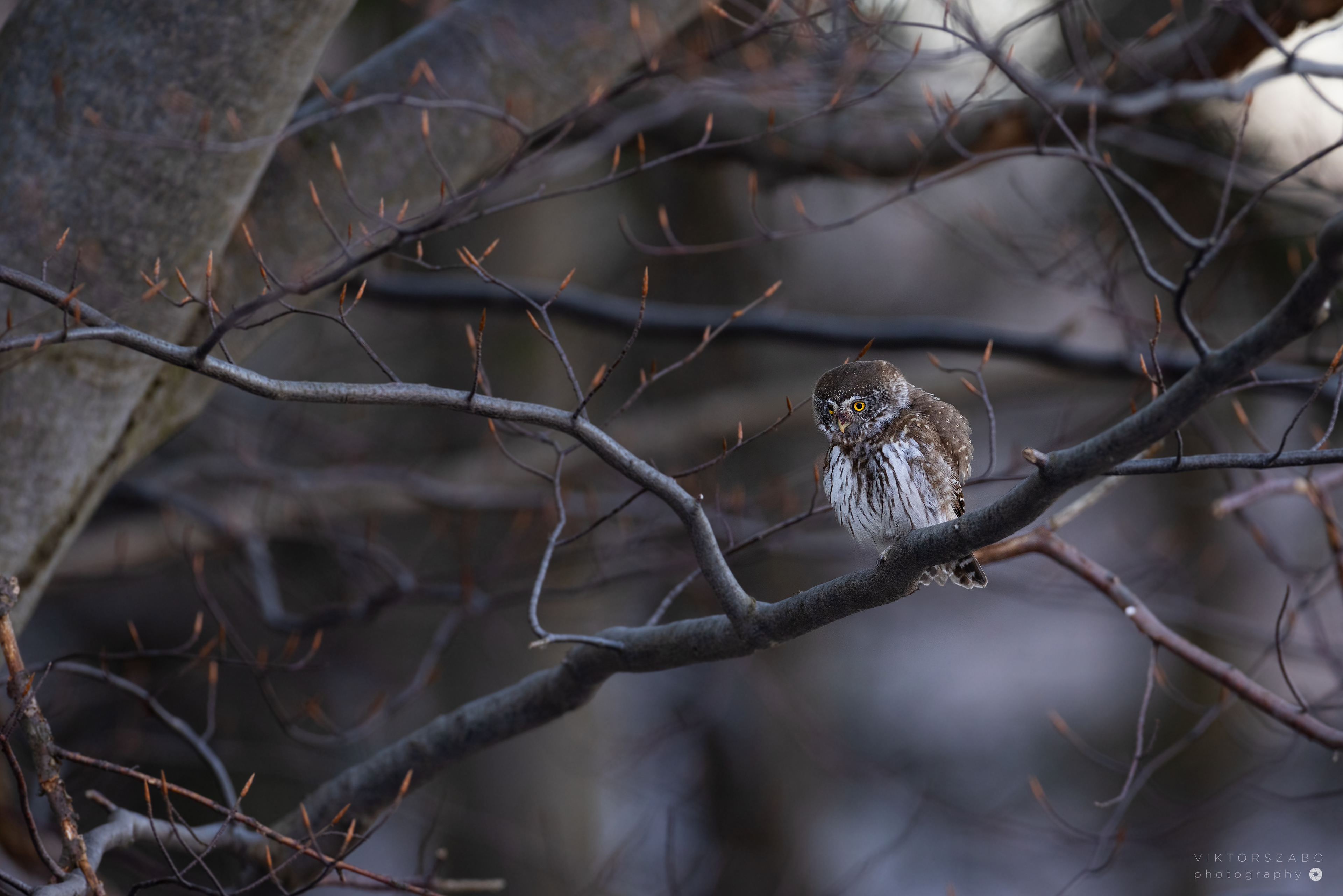 EURASIAN PYGMY OWL/GLAUCIDIUM PASSERINUM, SLOVAKIA