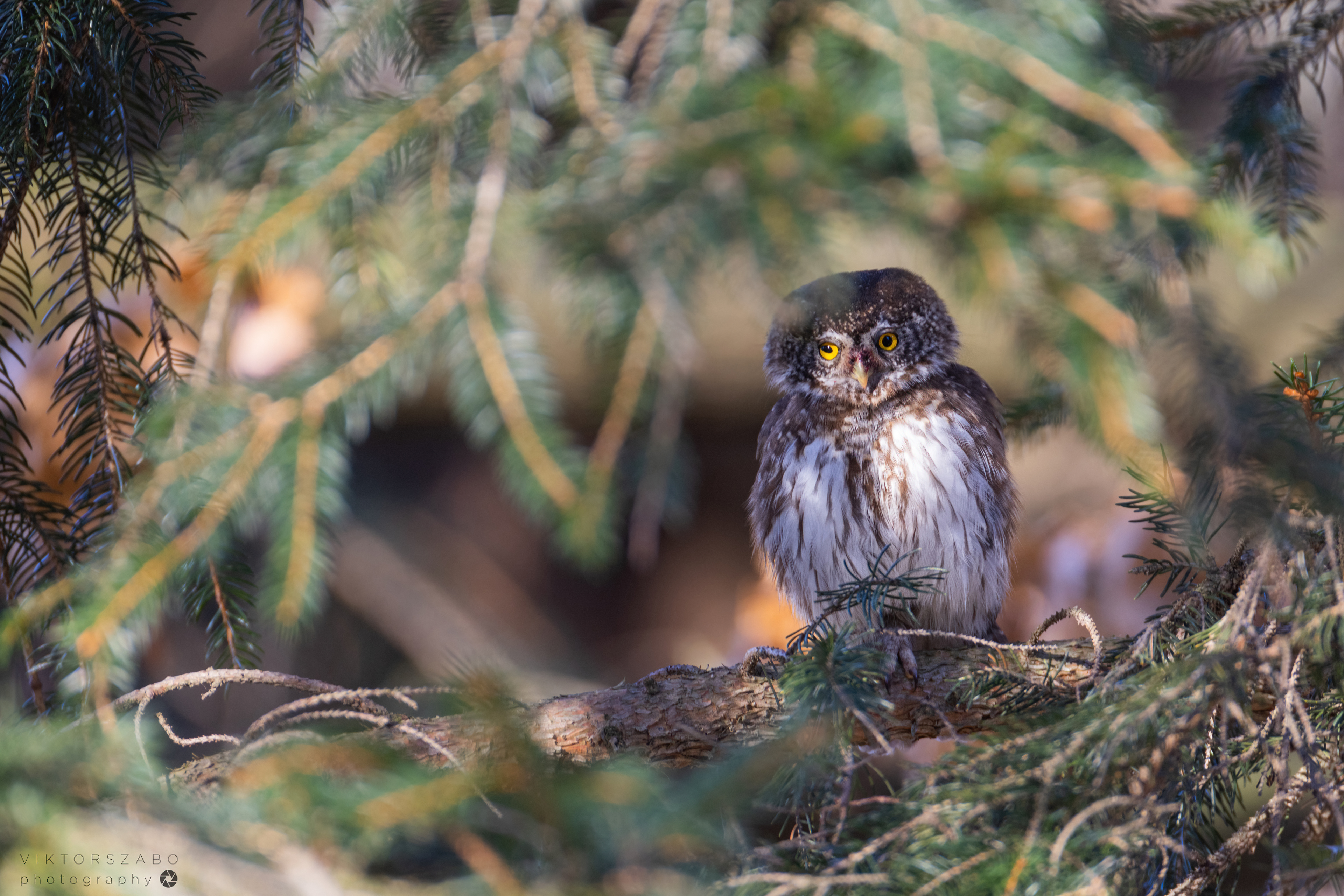 EURASIAN PYGMY OWL/GLAUCIDIUM PASSERINUM, SLOVAKIA