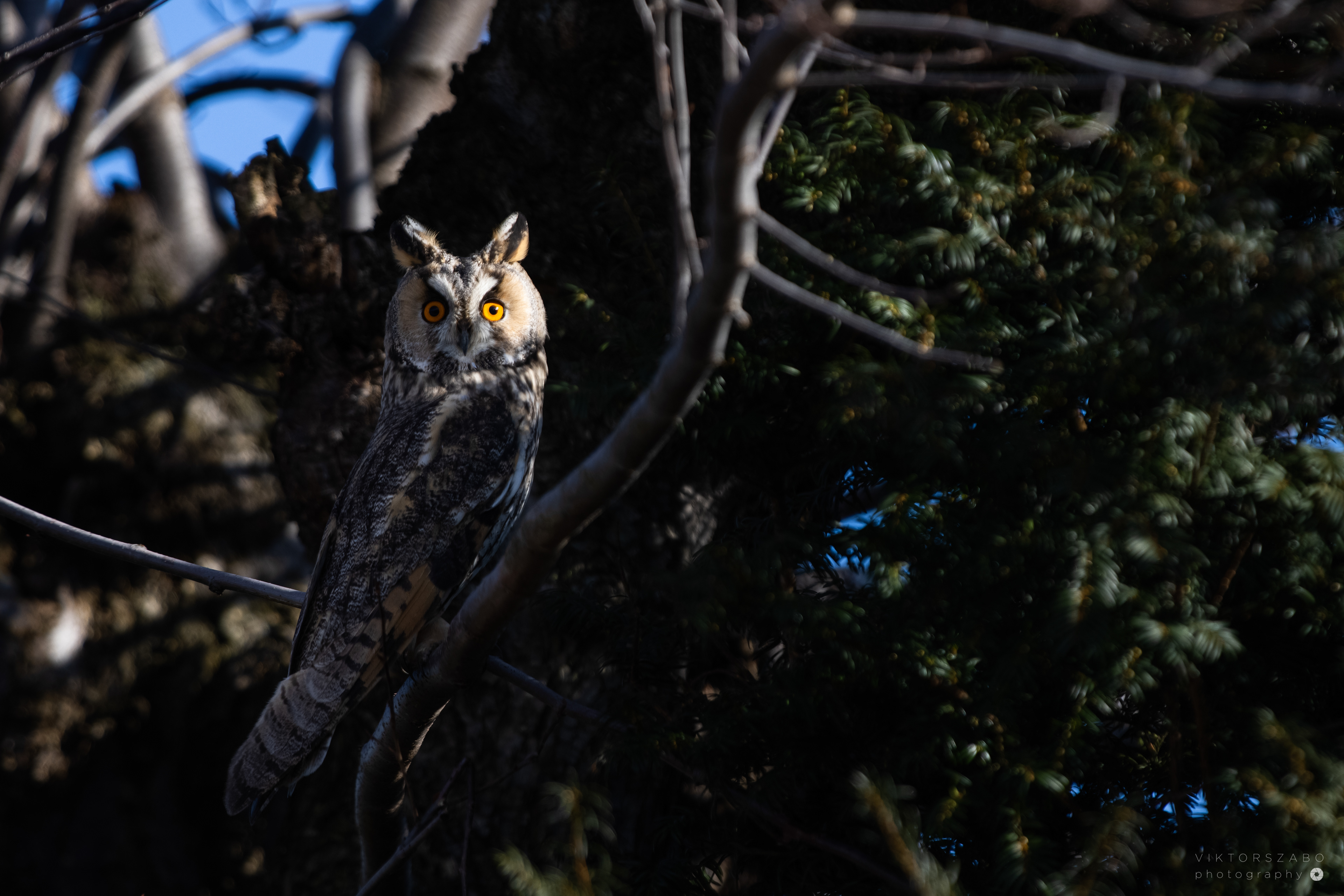 LONG-EARED OWL/ASIO OTUS, SLOVAKIA