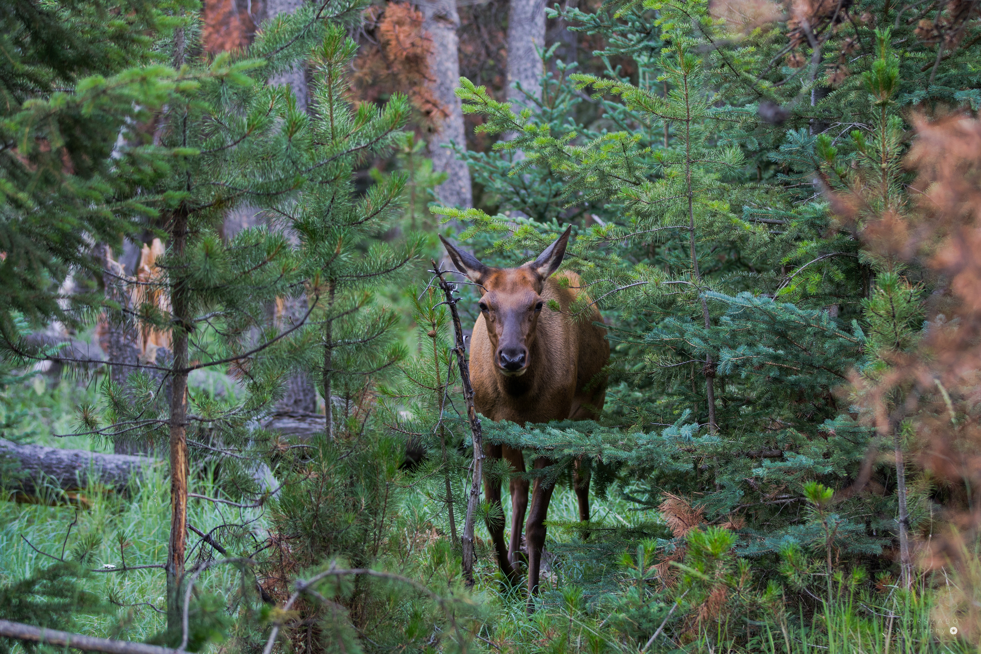 ELK/CERVUS CANADENSIS, CANADA