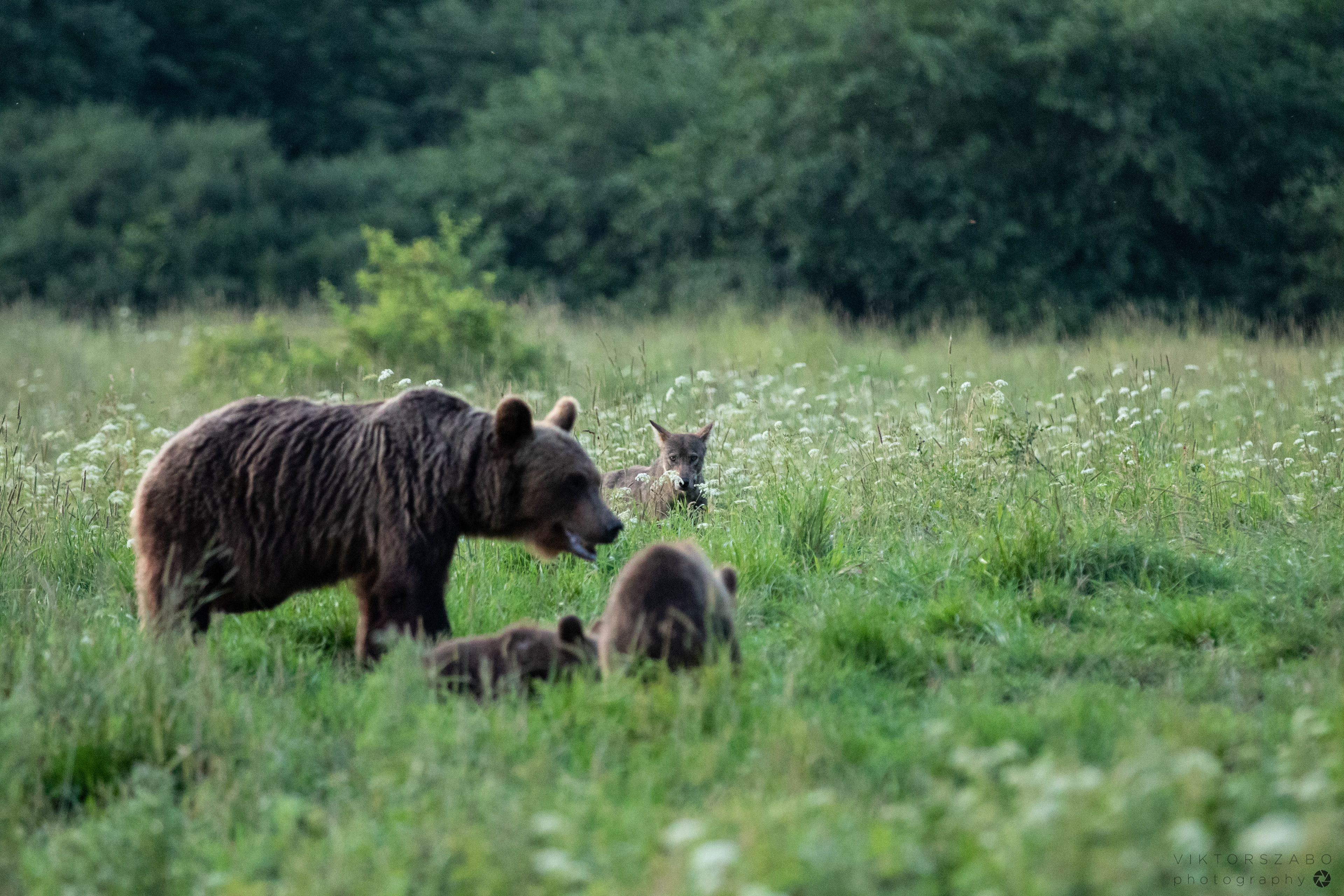 GREY WOLF/CANIS LUPUS AND BROWN BEAR/URSUS ARCTOS, POLAND