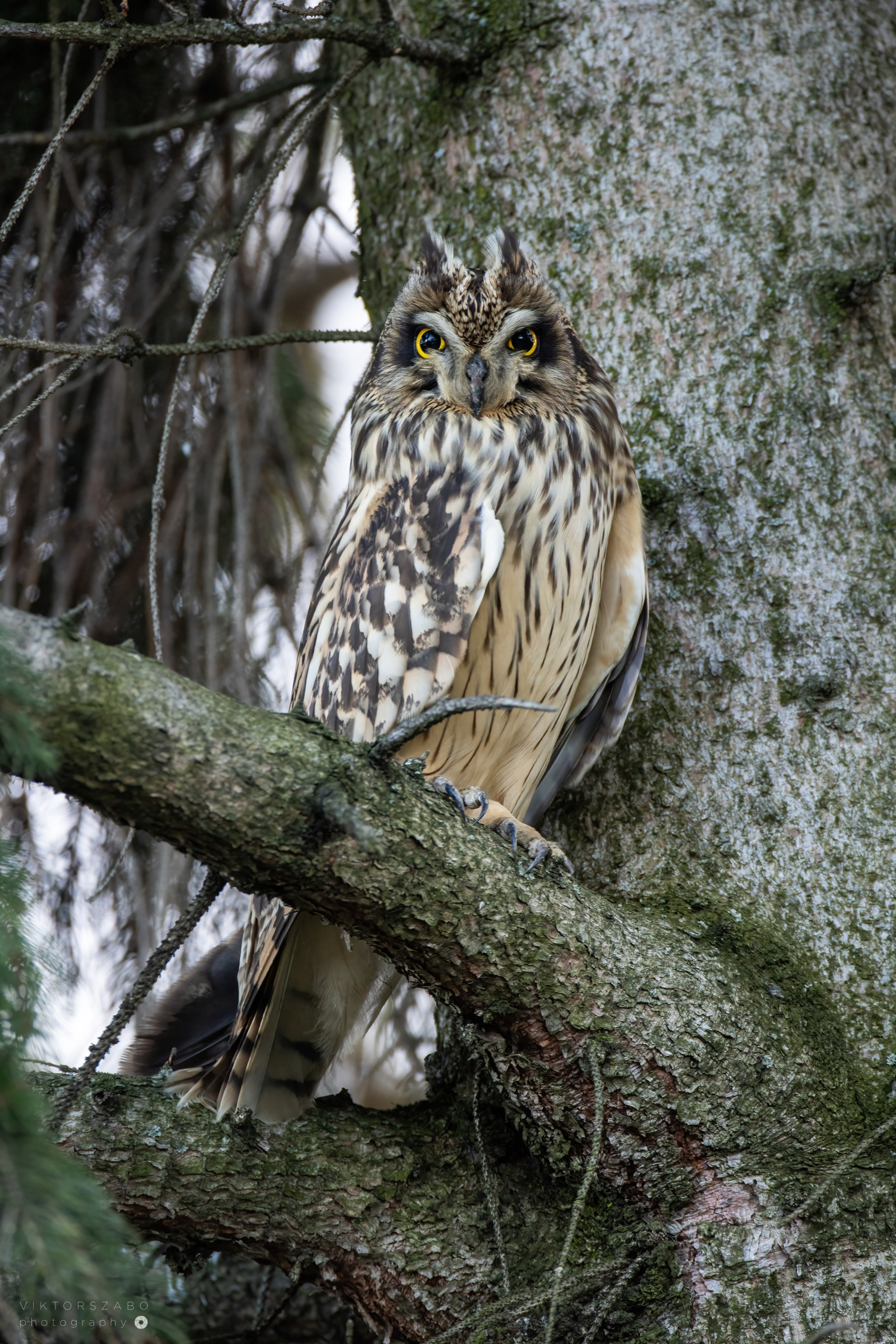 SHORT-EARED OWL/ASIO FLAMMEUS, SLOVAKIA