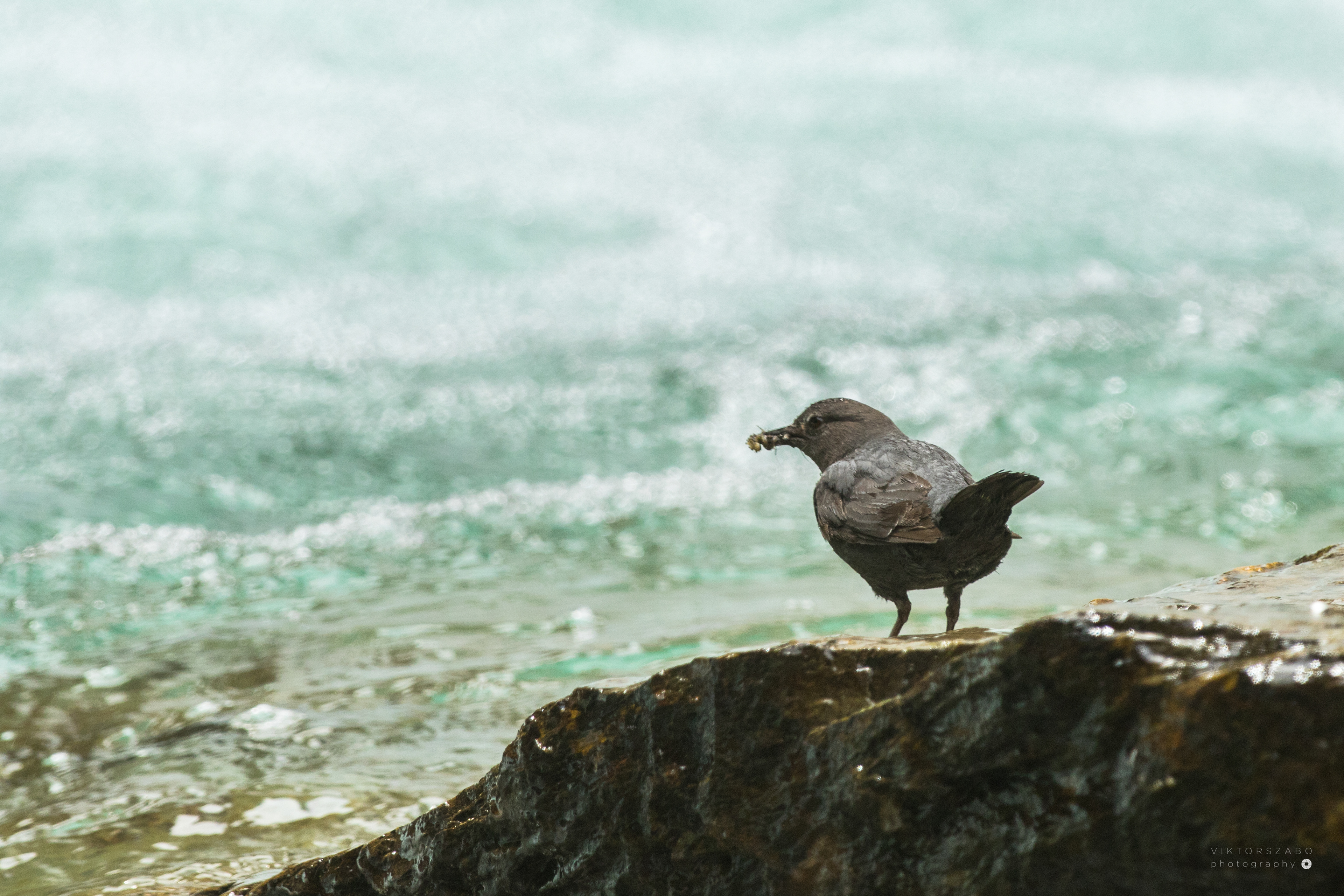 AMERICAN DIPPER/CINCLUS MEXICANUS, CANADA