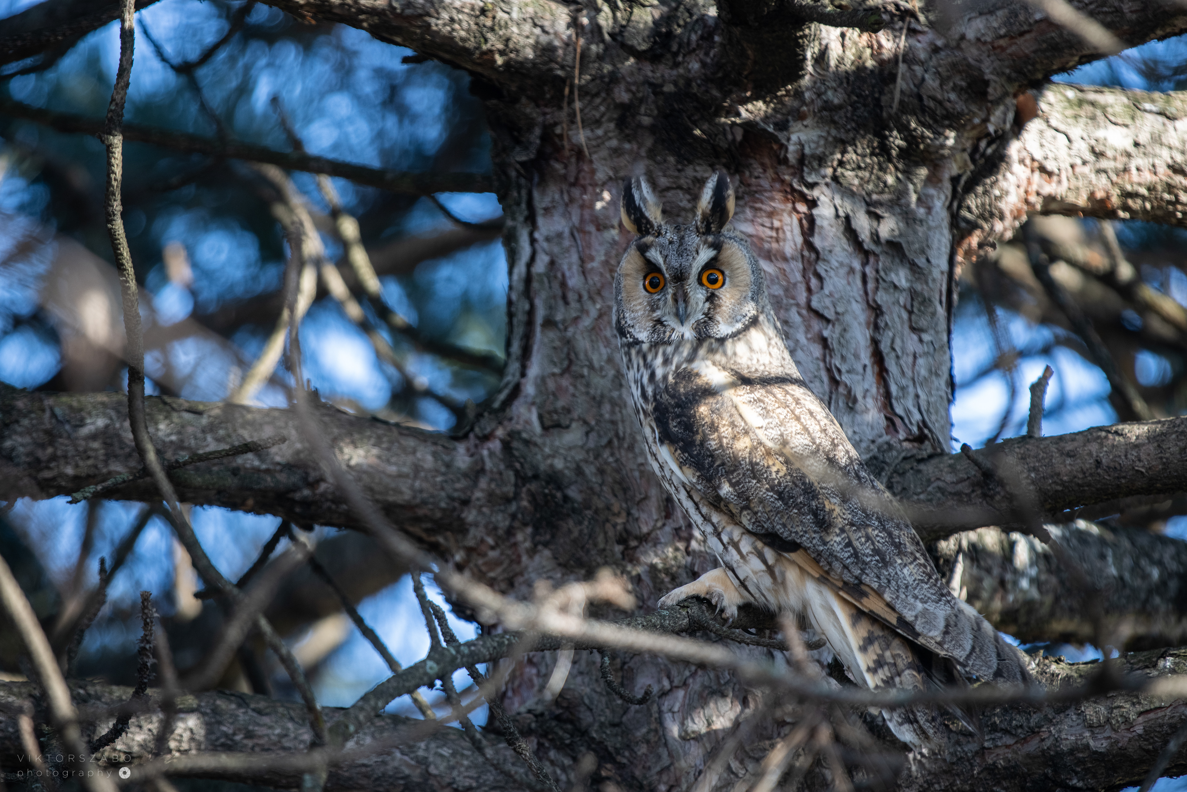 LONG-EARED OWL/ASIO OTUS, SLOVAKIA