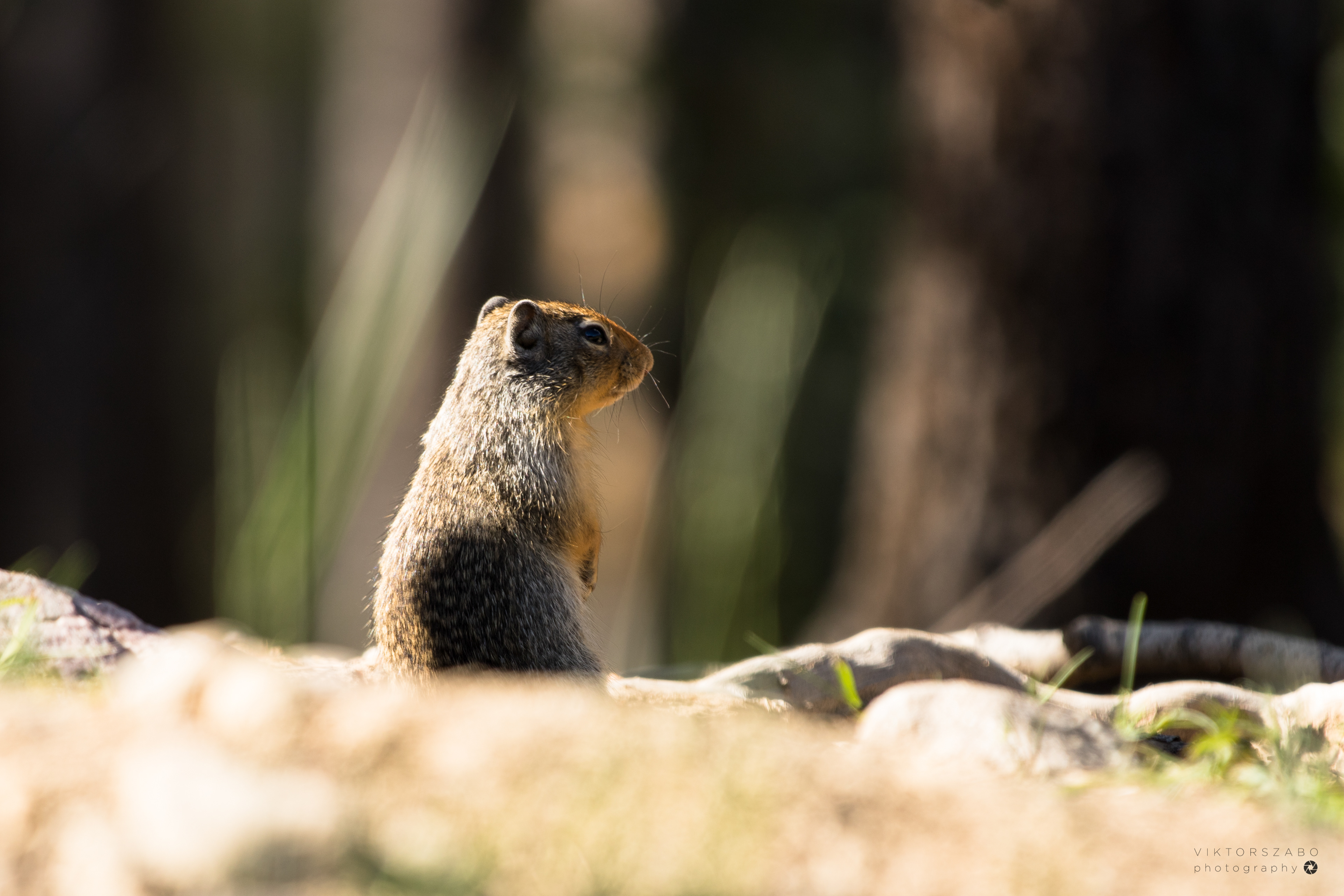 COLUMBIAN GROUND SQUIRREL/ UROCITELLUS COLUMBIANUS, CANADA