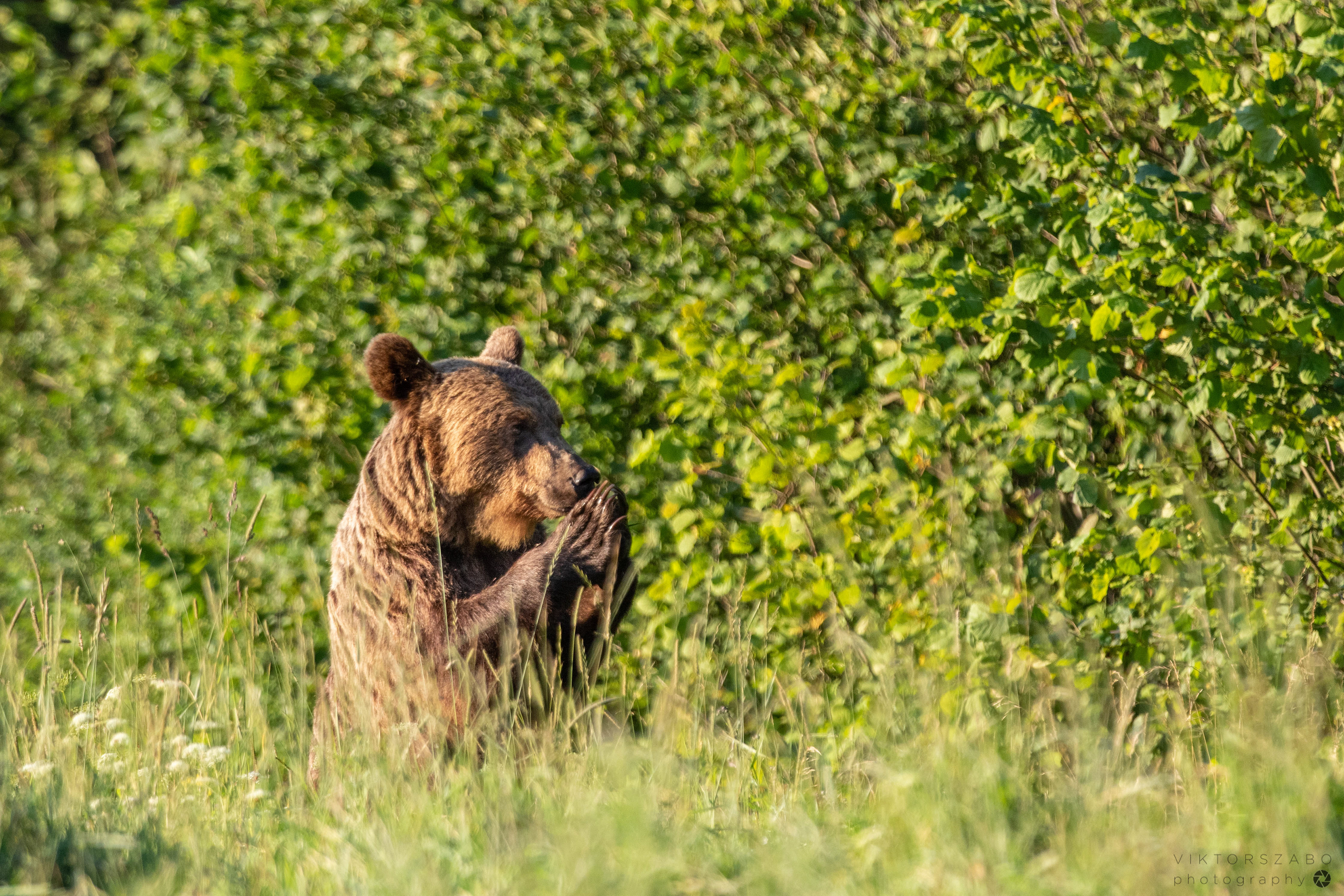 BROWN BEAR/URSUS ARCTOS, POLAND