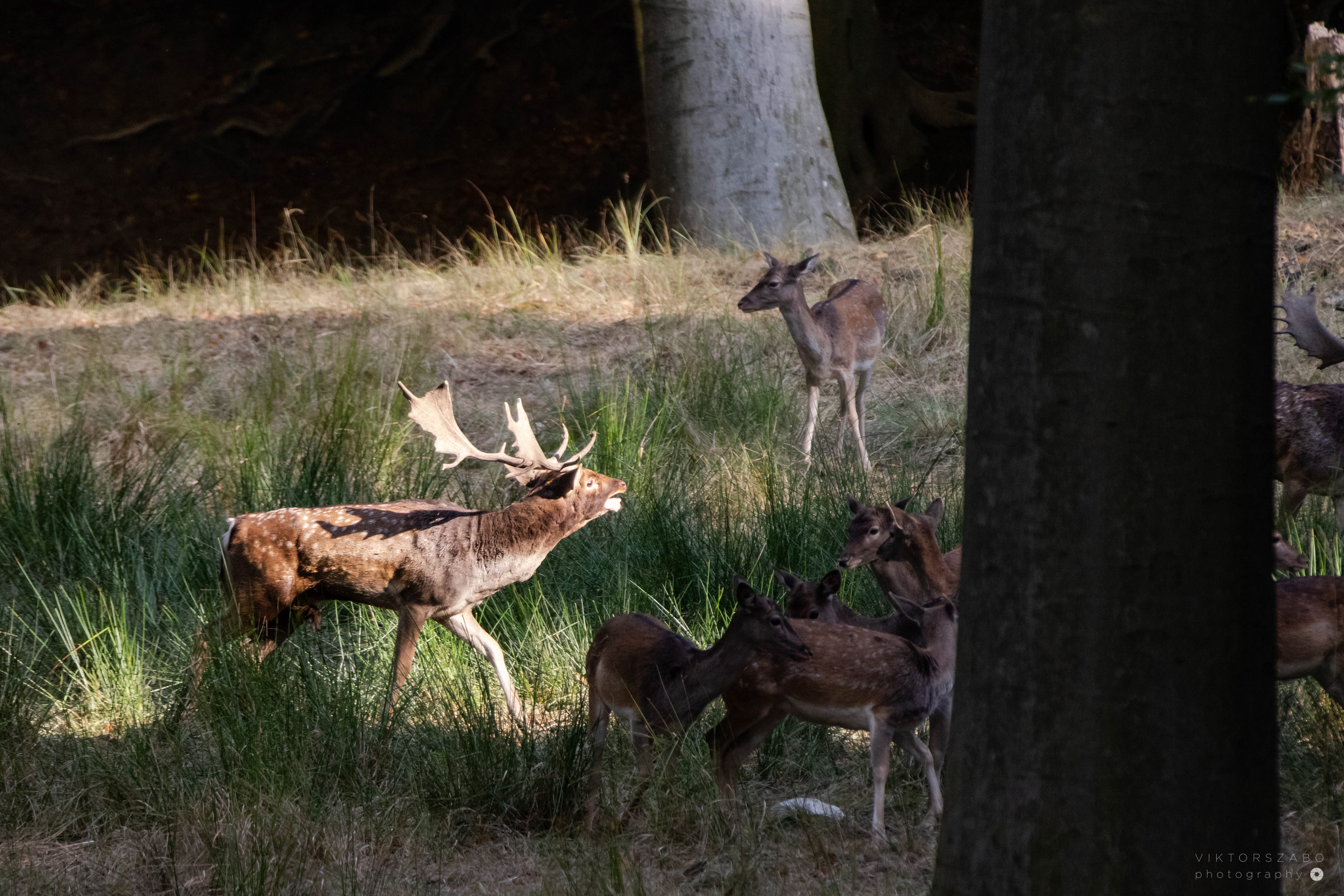 FALLOW DEER/DAMA DAMA, SLOVAKIA