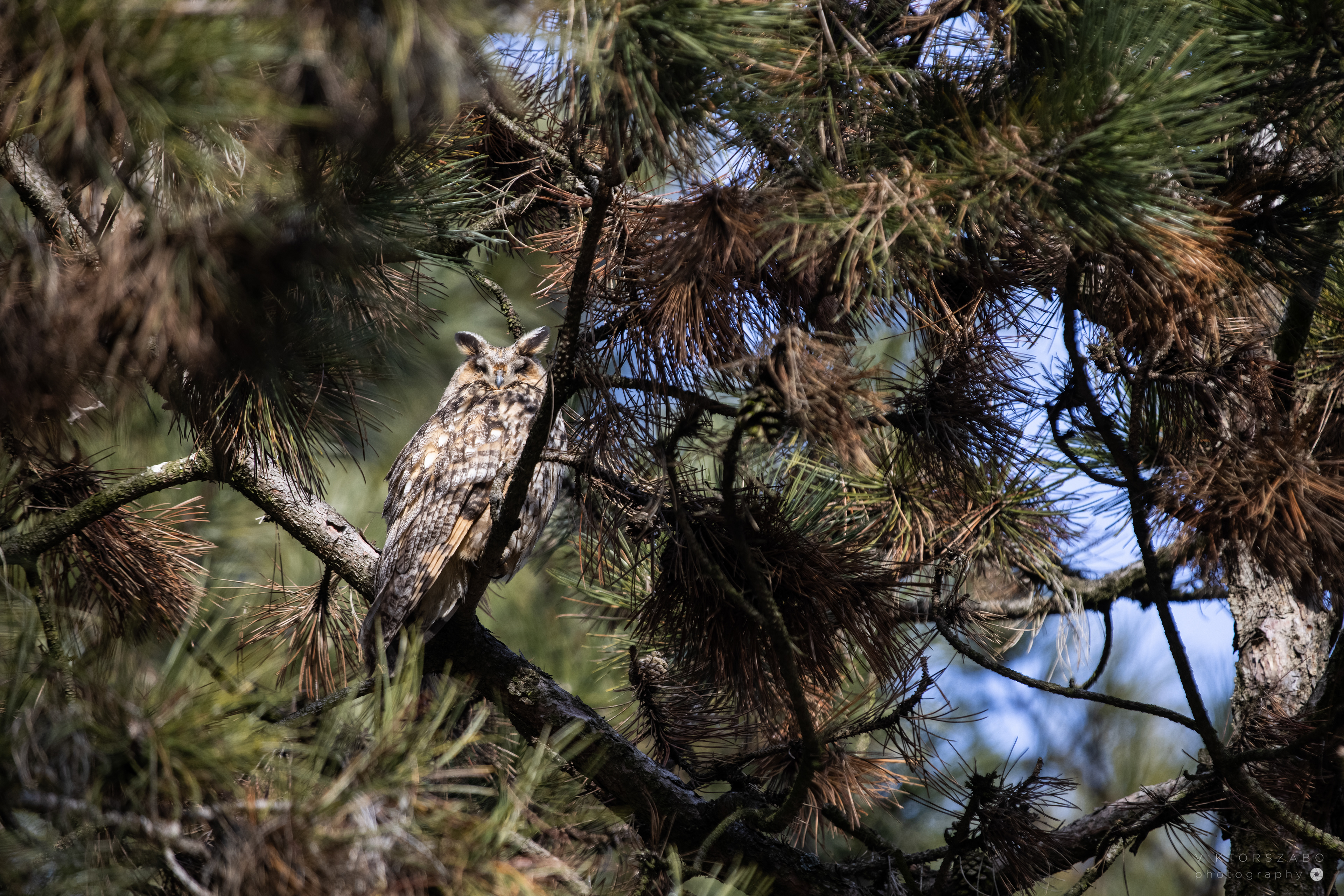 LONG-EARED OWL/ASIO OTUS, SLOVAKIA