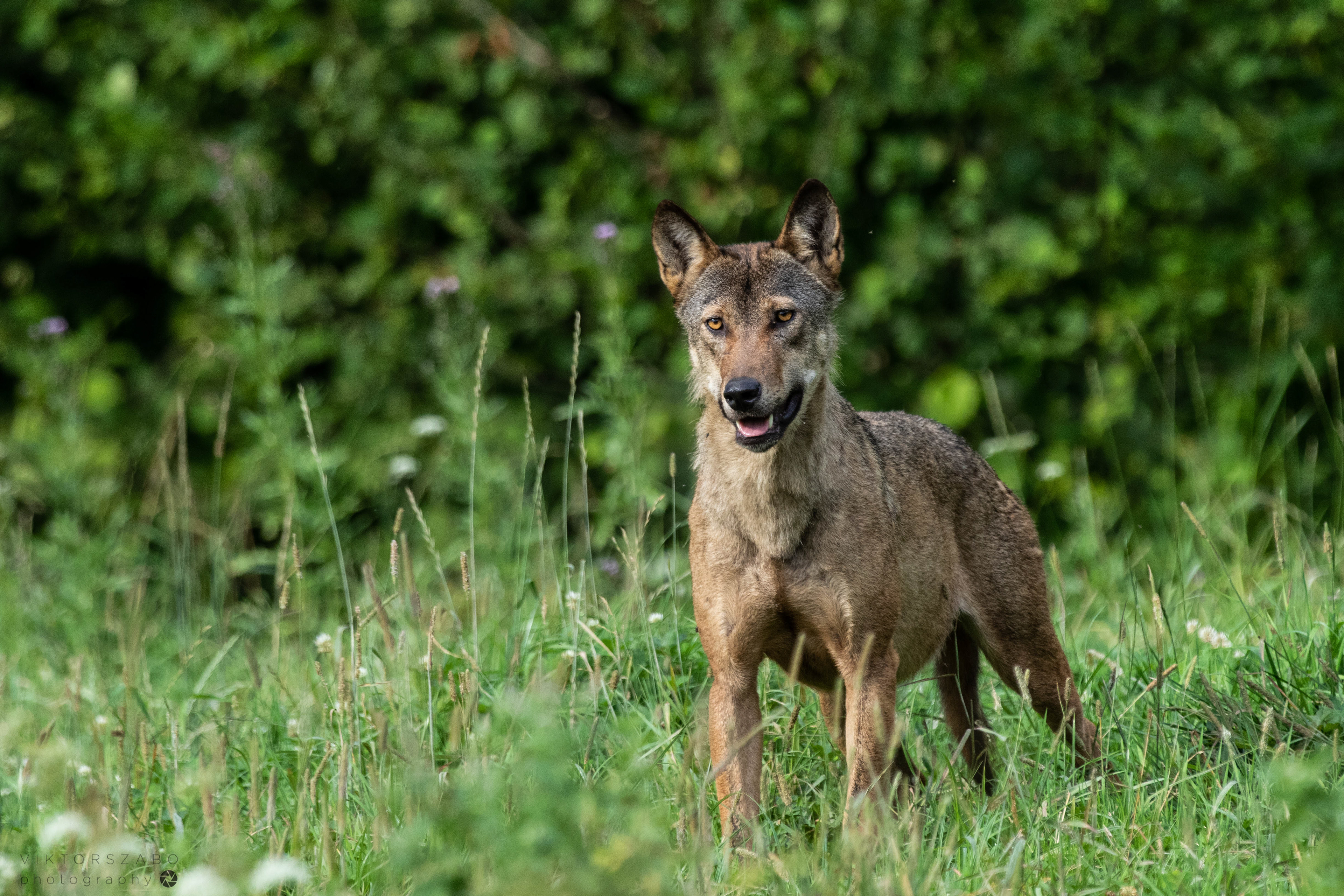 GREY WOLF/CANIS LUPUS, POLAND