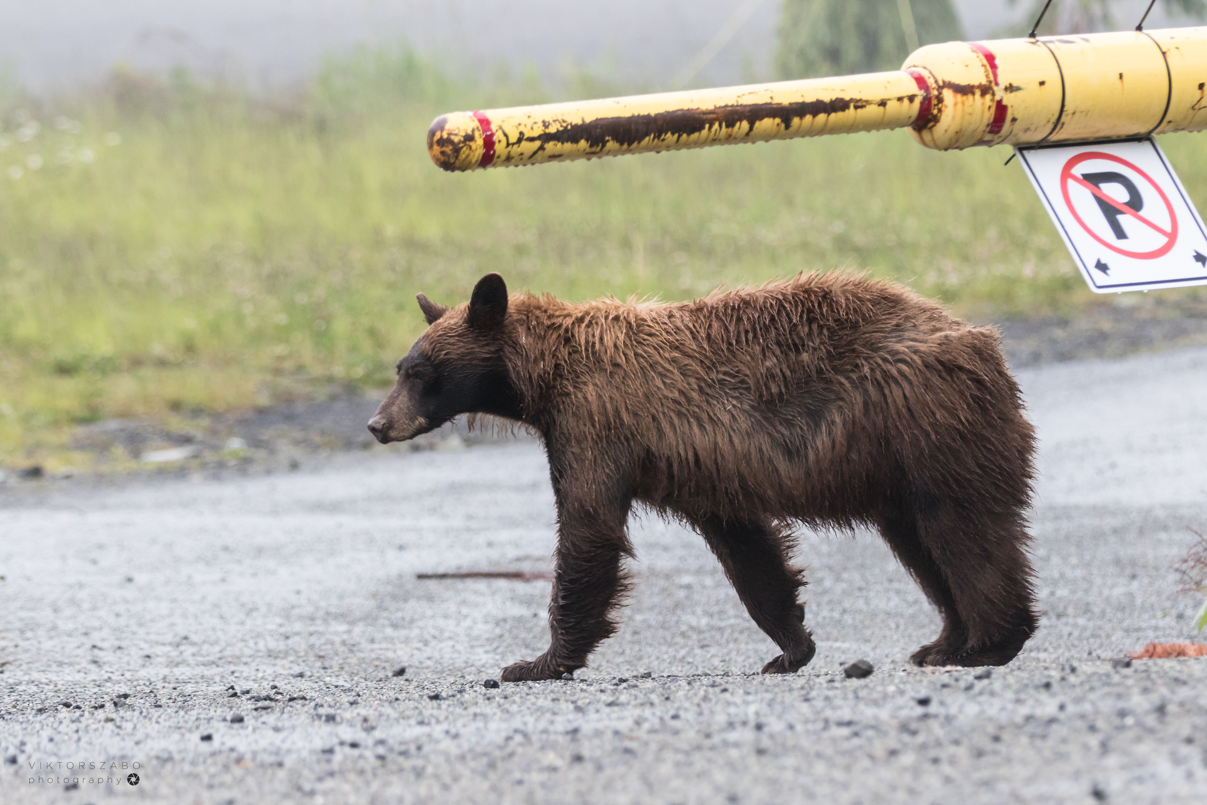 BLACK BEAR/URSUS AMERICANUS, CANADA