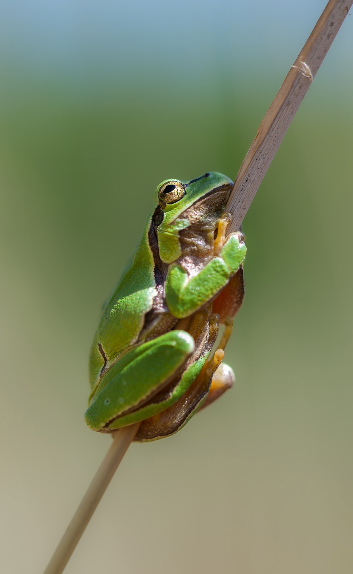 Brotacel