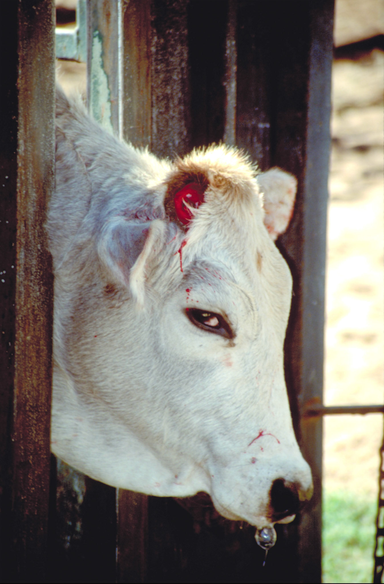 Cattle looking very angry while stranded after being castrated dehorned and branded with burning iron Image shows a close up of the cattle s head Blood is dripping from the cut horn and drooling appears from it s mouth Very disturbing shot But it shows the reality Image taken in 1997 near the town of Dingo Queensland Australia