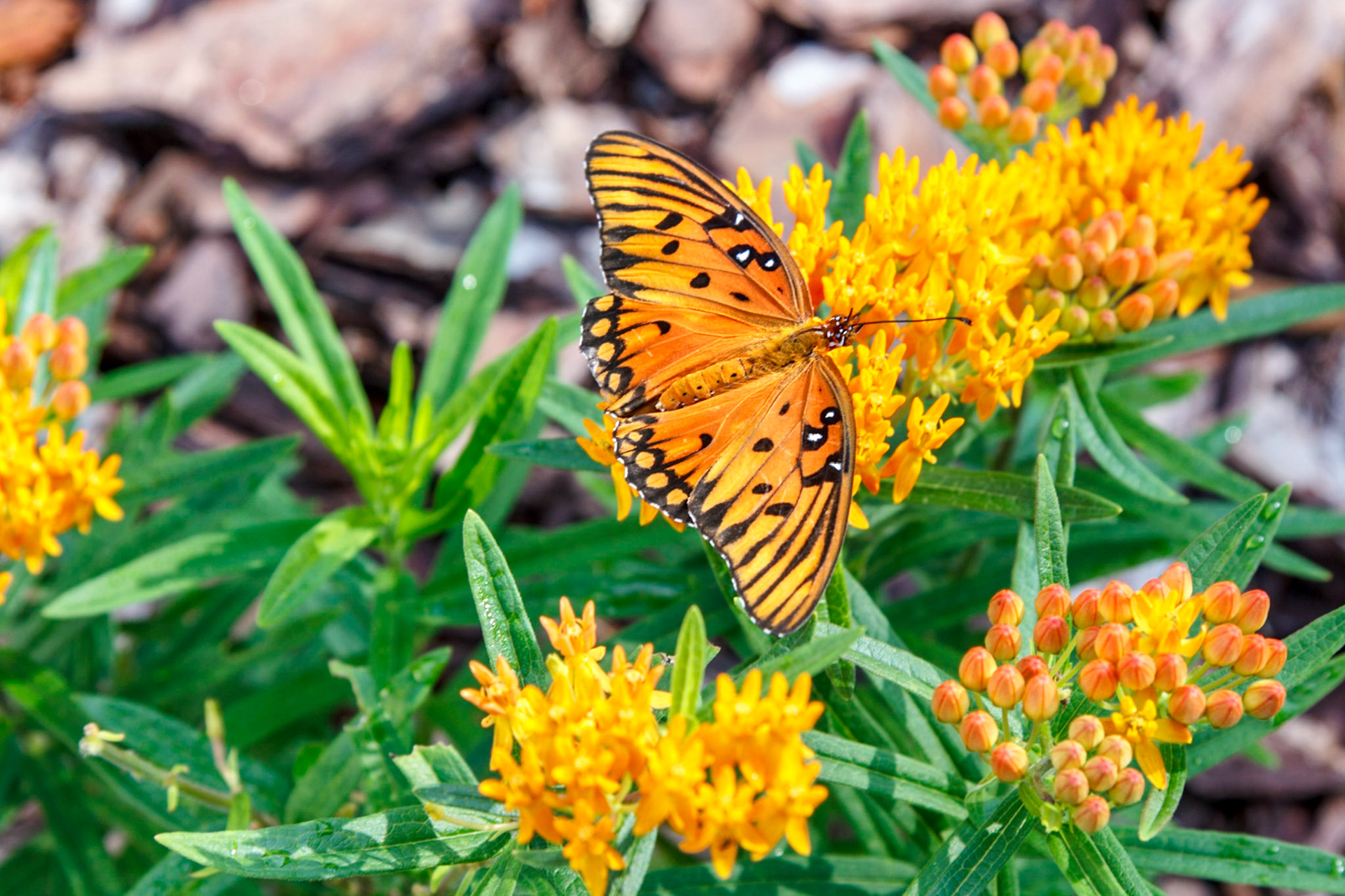 gulf fritillary butterfly on butterfly weed