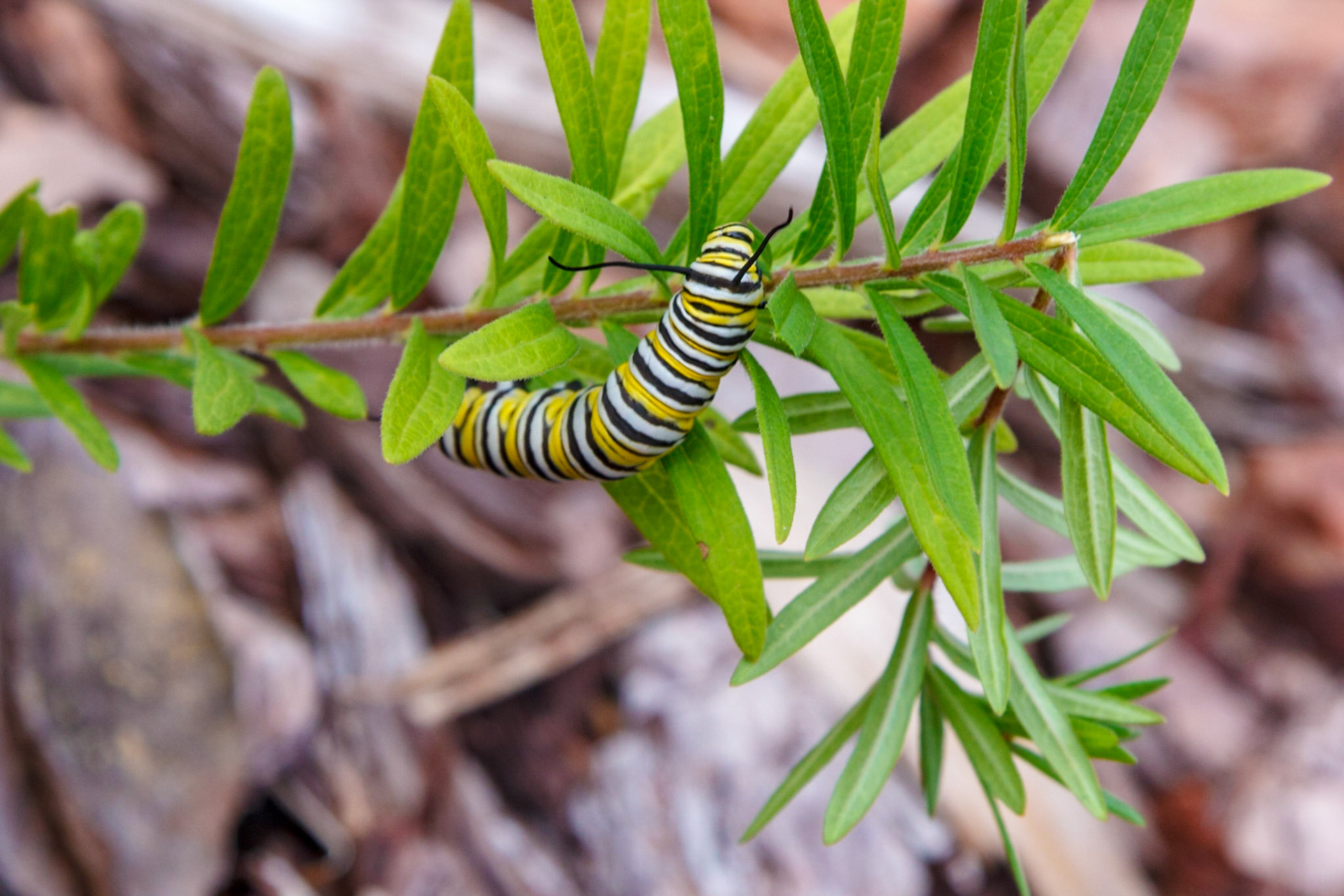Monarch caterpiller on butterfly weed