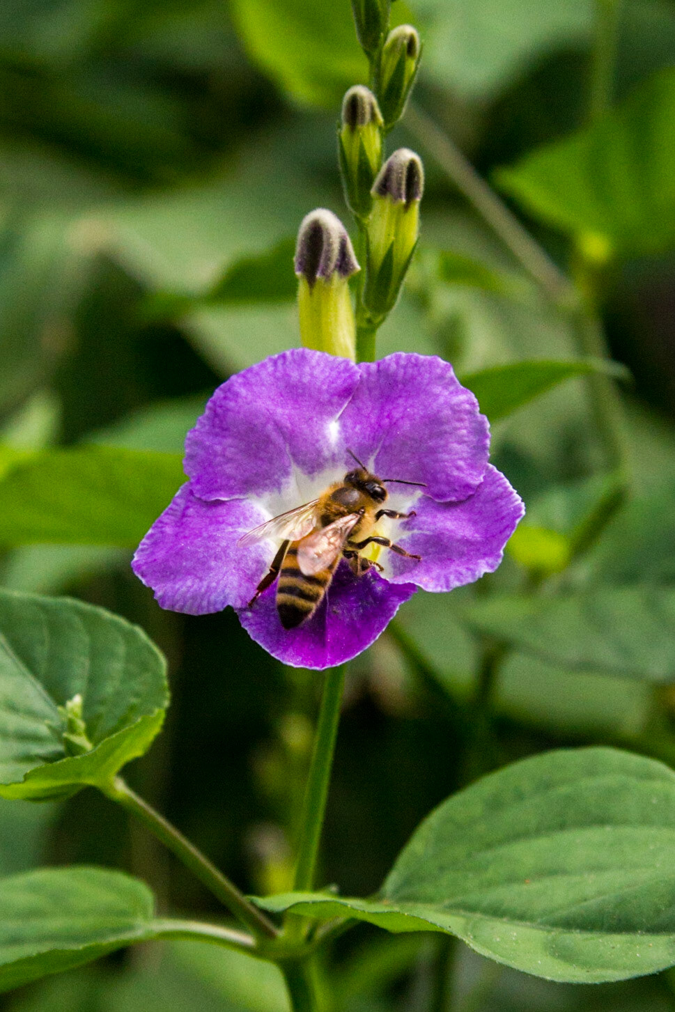 Bees pollinating Seminole Foxglove flower