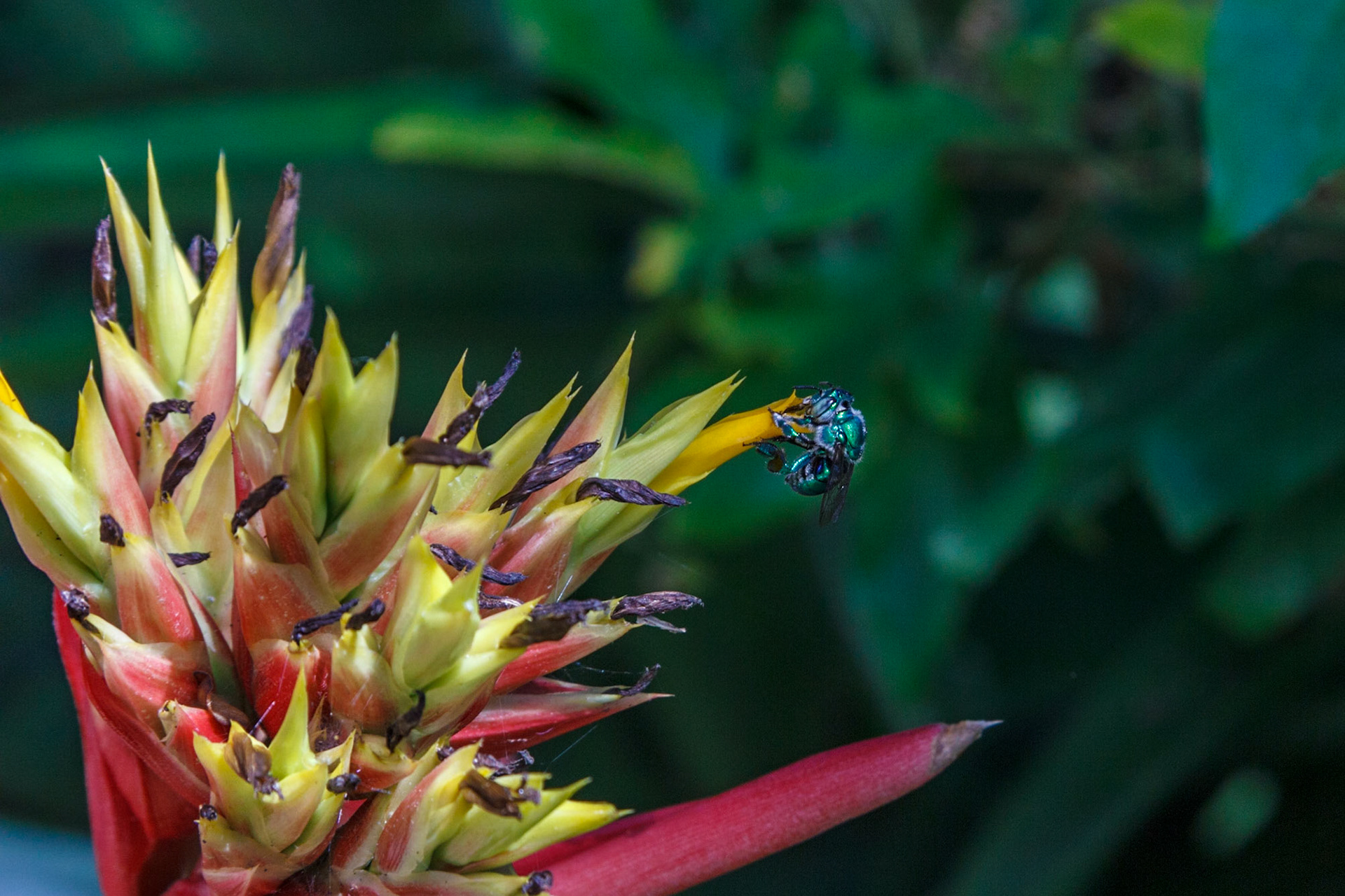 Green orchid bee on bromeliad flower