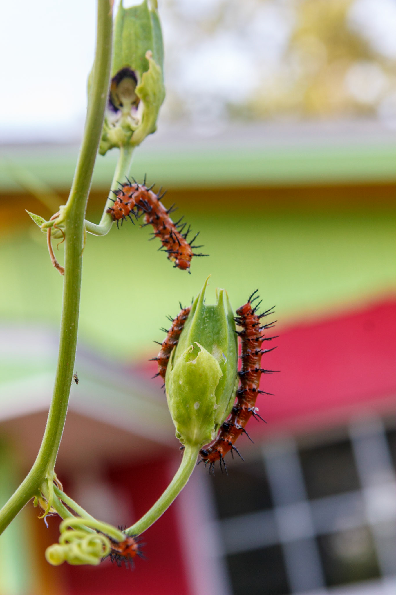 Gulf Fritillary catepillar on passion vine