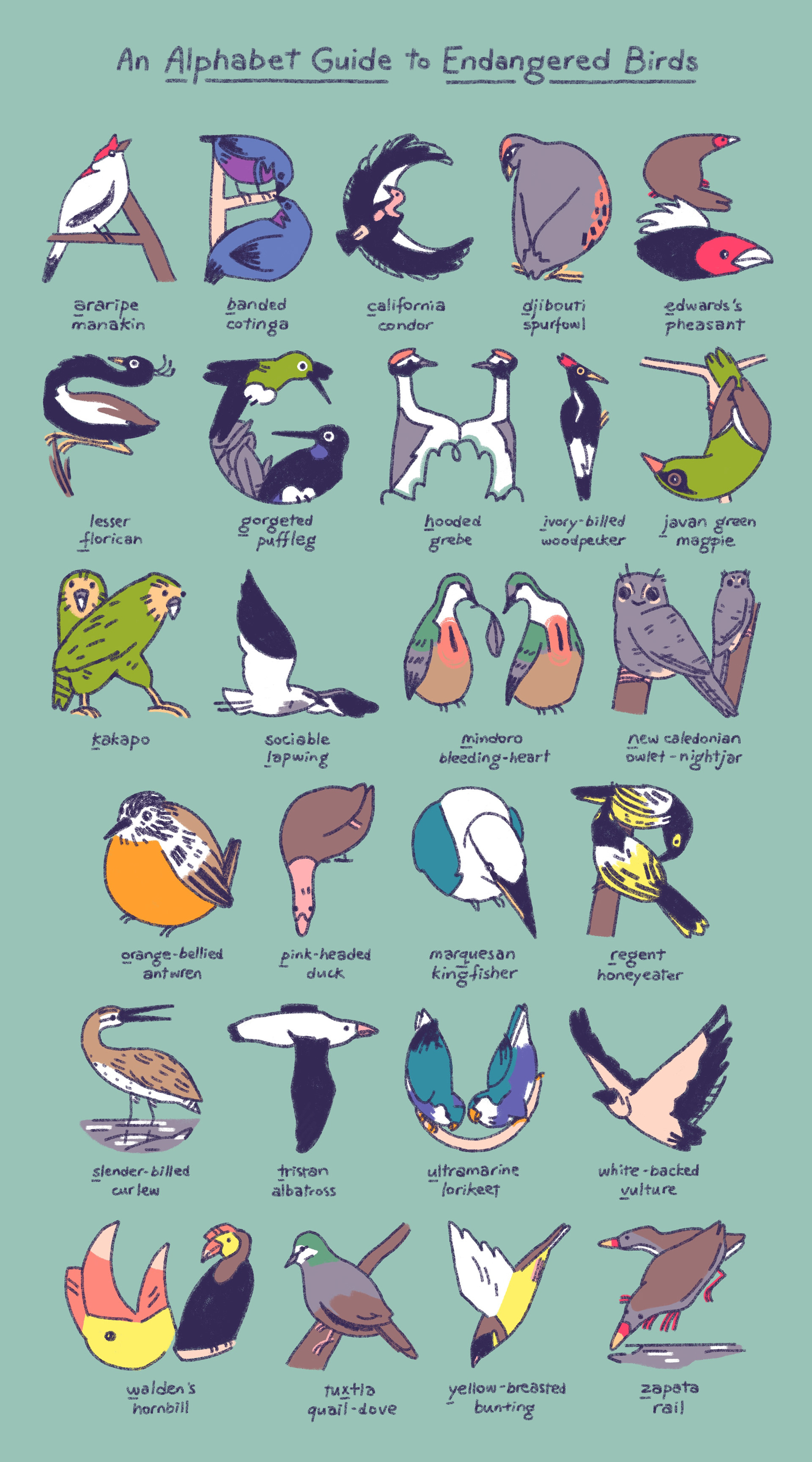 Bird Alphabet