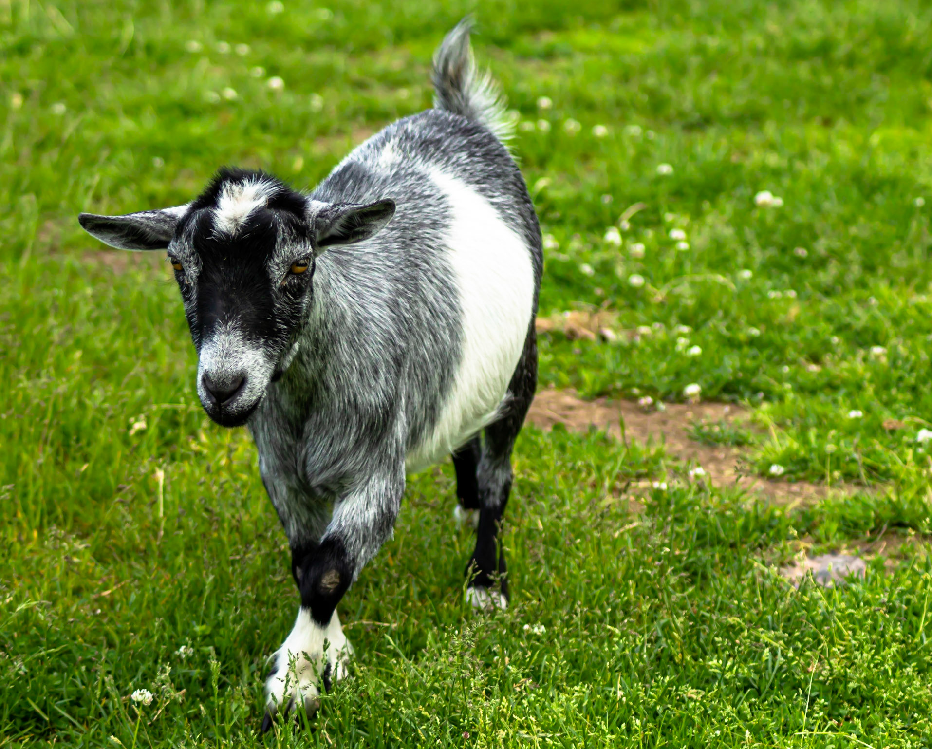 Joel Gallant Photography - Crazy Farm Animals