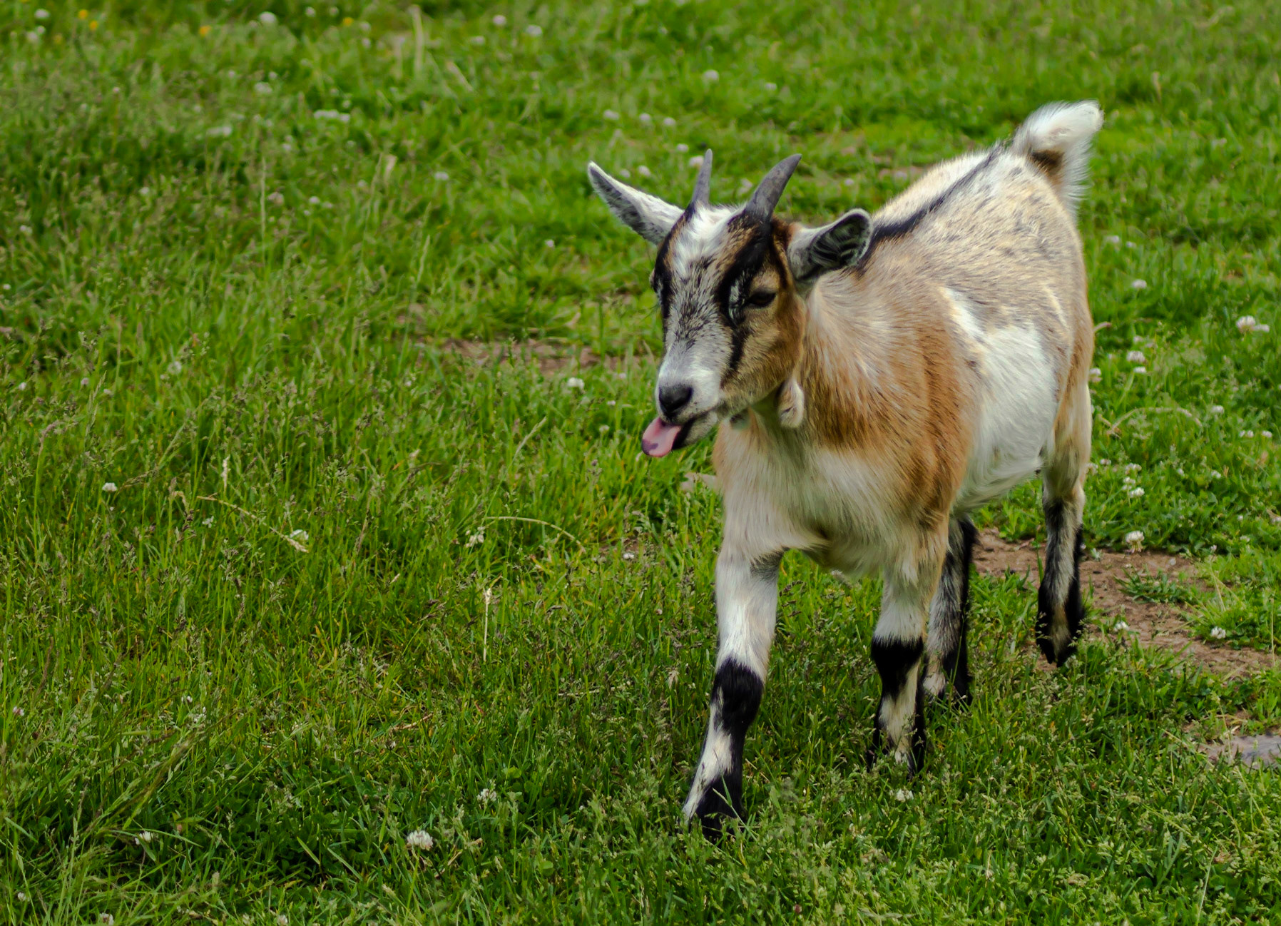 Joel Gallant Photography - Crazy Farm Animals