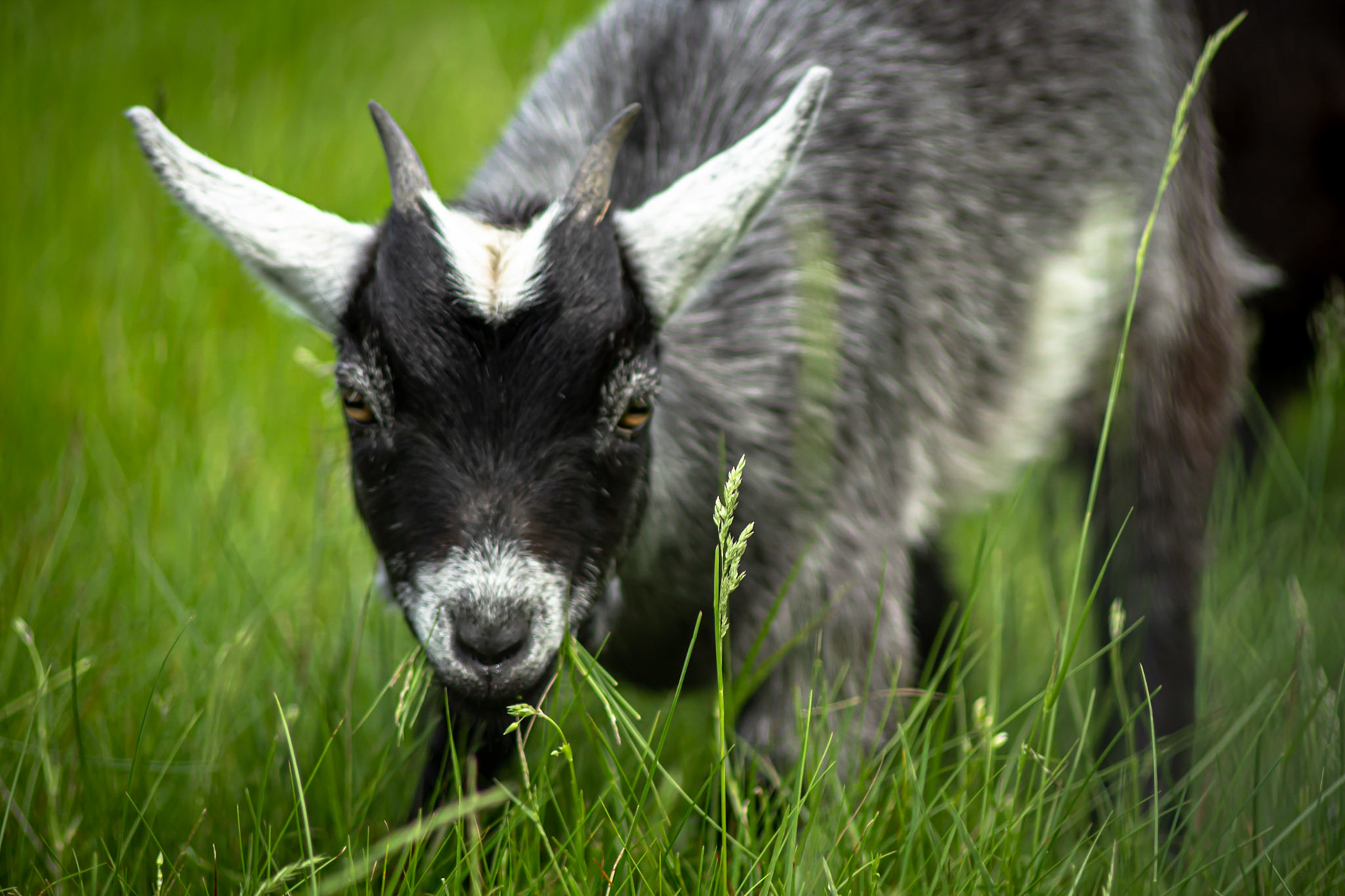 Joel Gallant Photography - Crazy Farm Animals