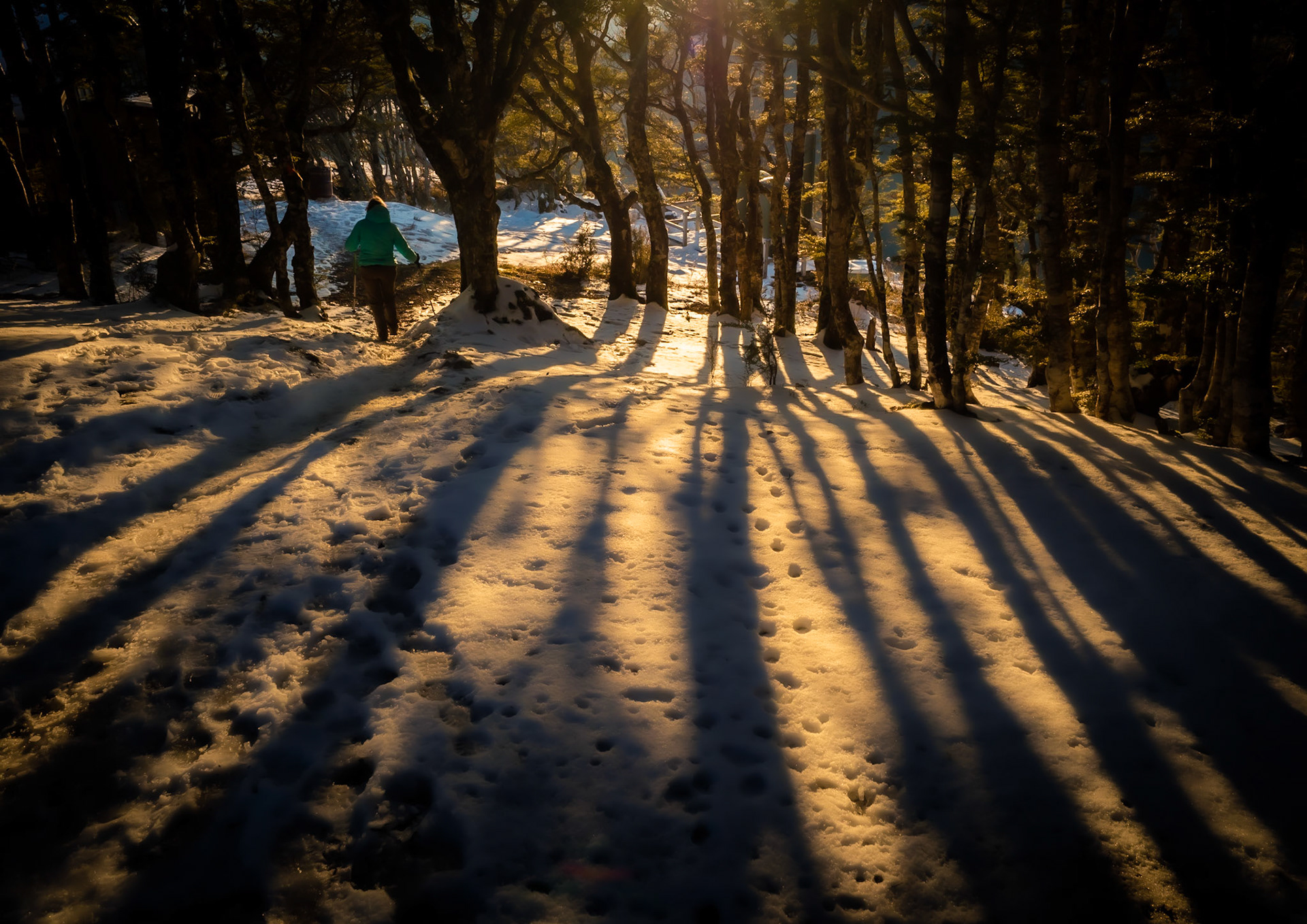 Beech Forest Shadows