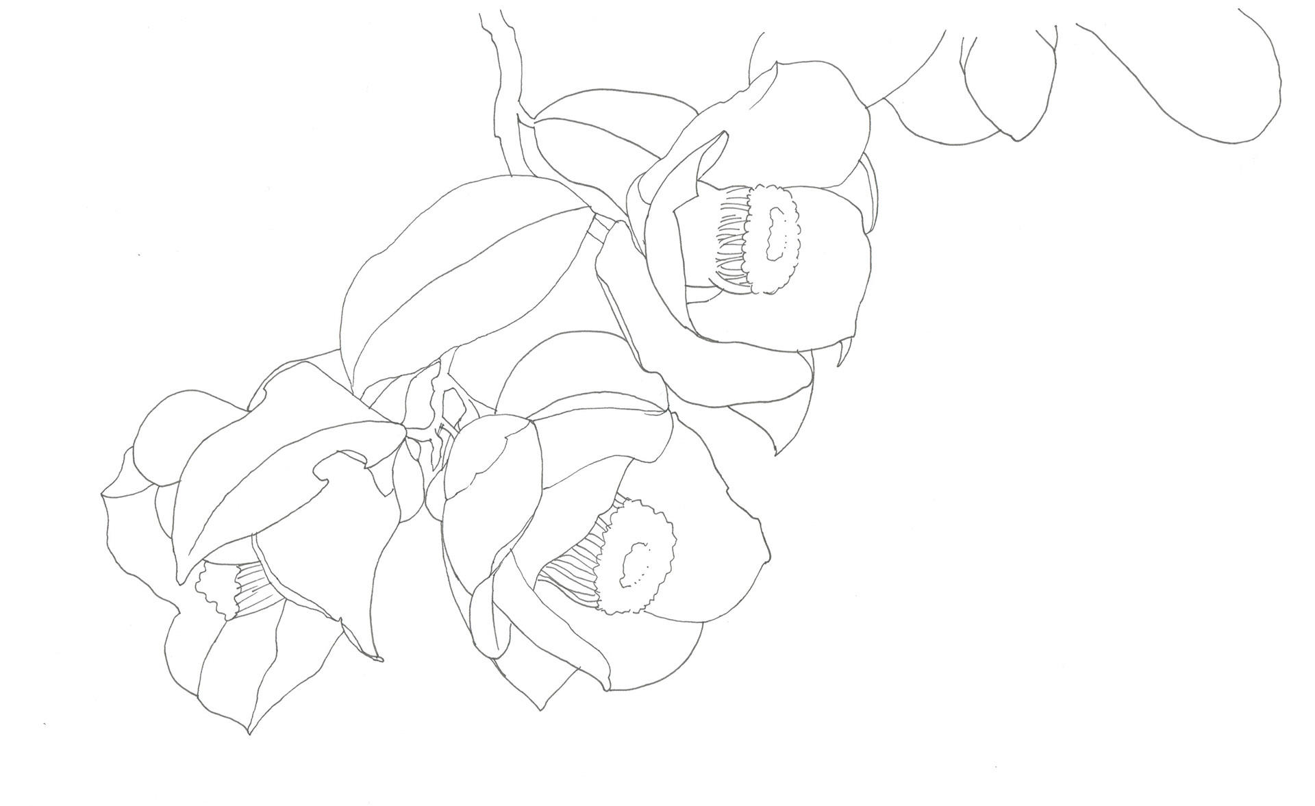 イラストレーター宮澤美穂 花 線画 イラストレーター宮澤美穂 花 線画