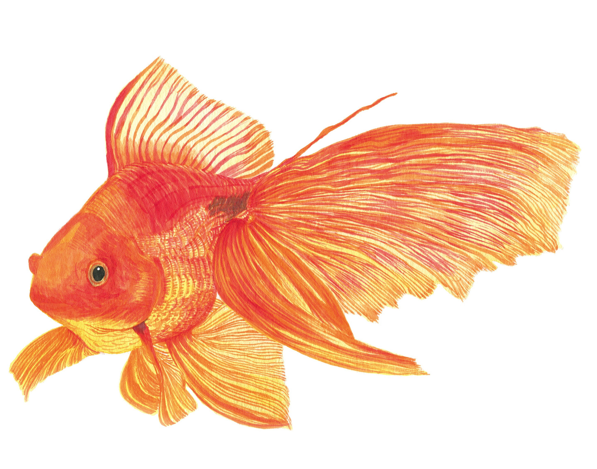 イラストレーター宮澤美穂 海の生き物