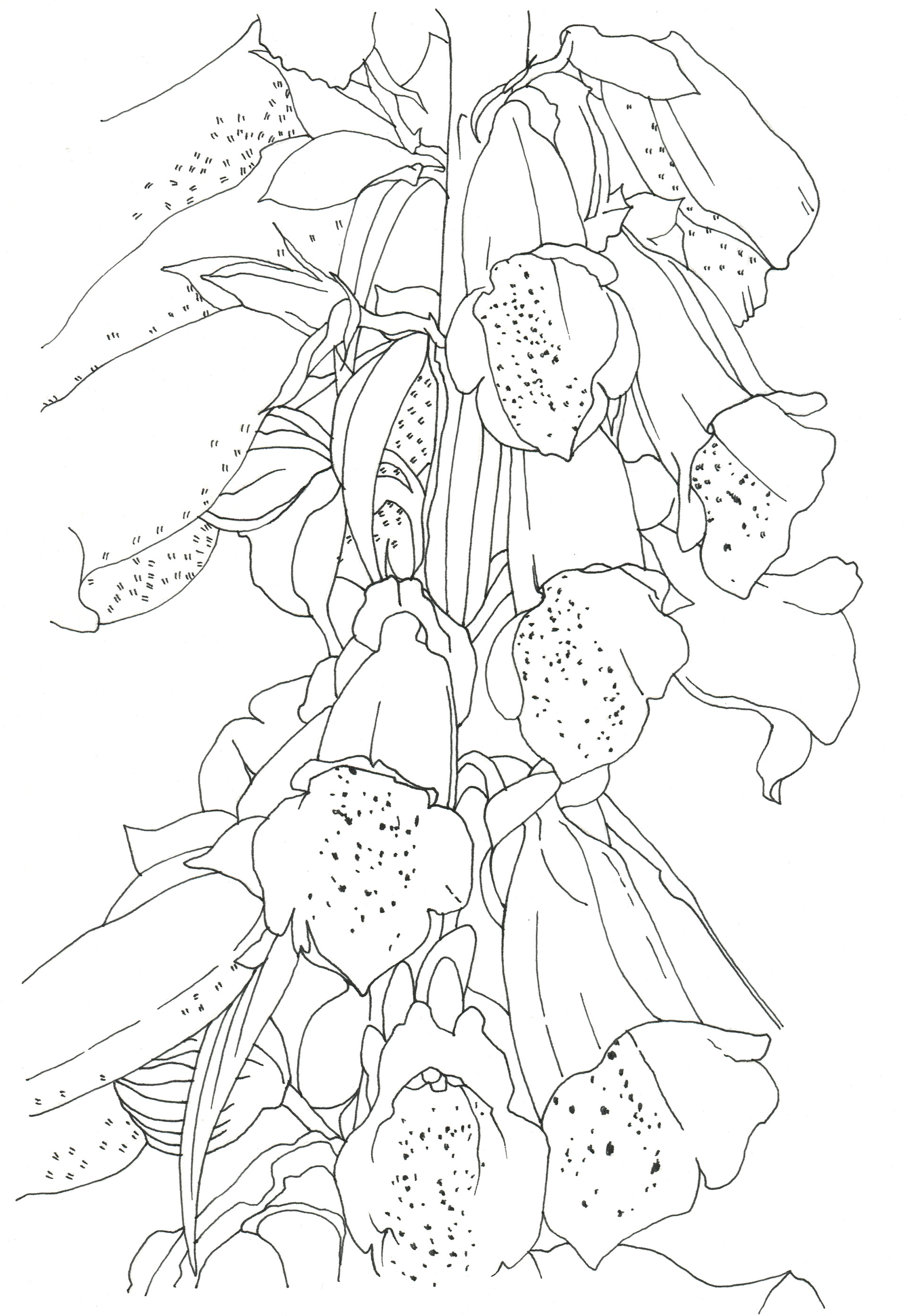 イラストレーター宮澤美穂 花 線画 イラストレーター宮澤美穂 花 線画