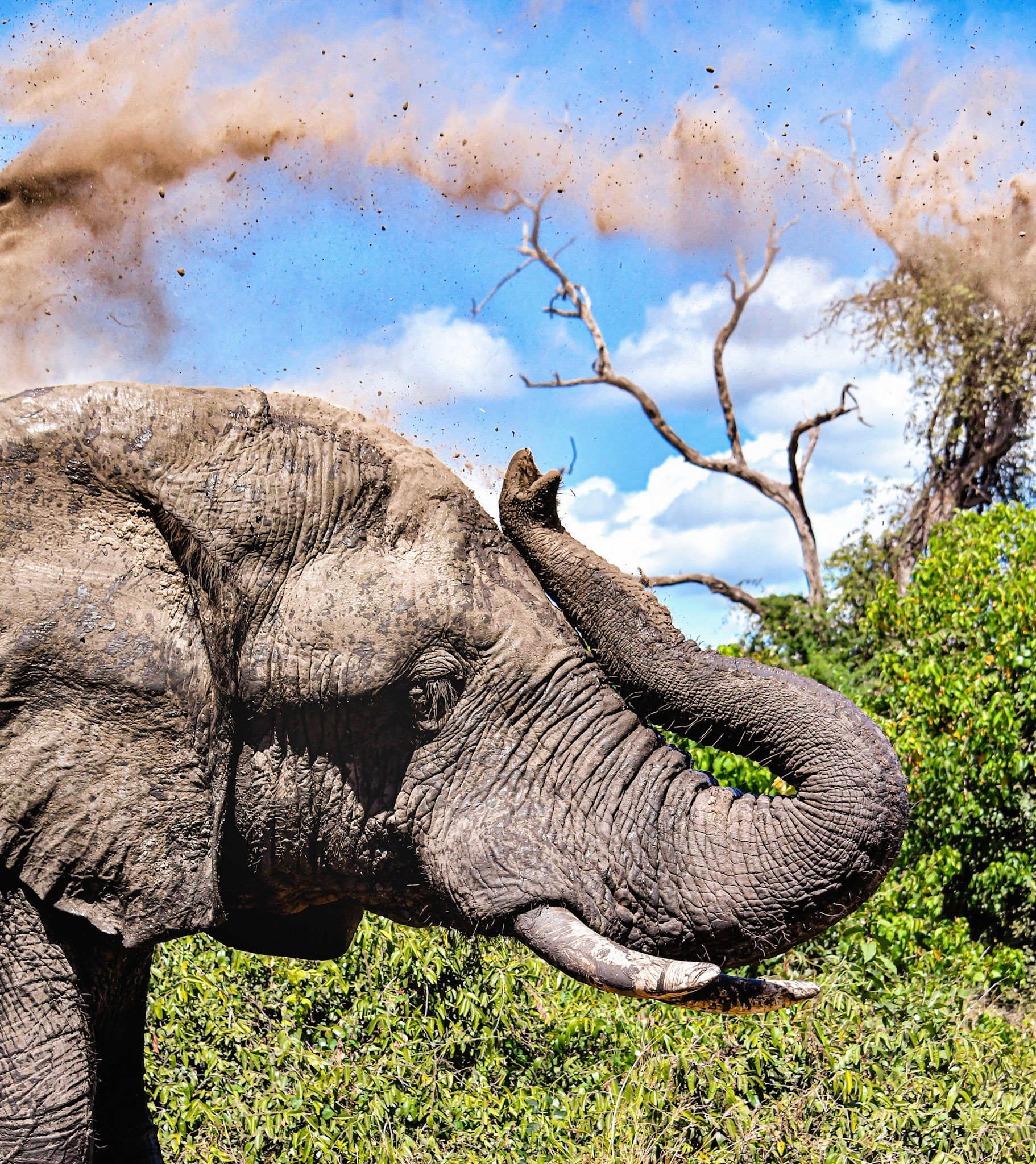 Chobe National Park