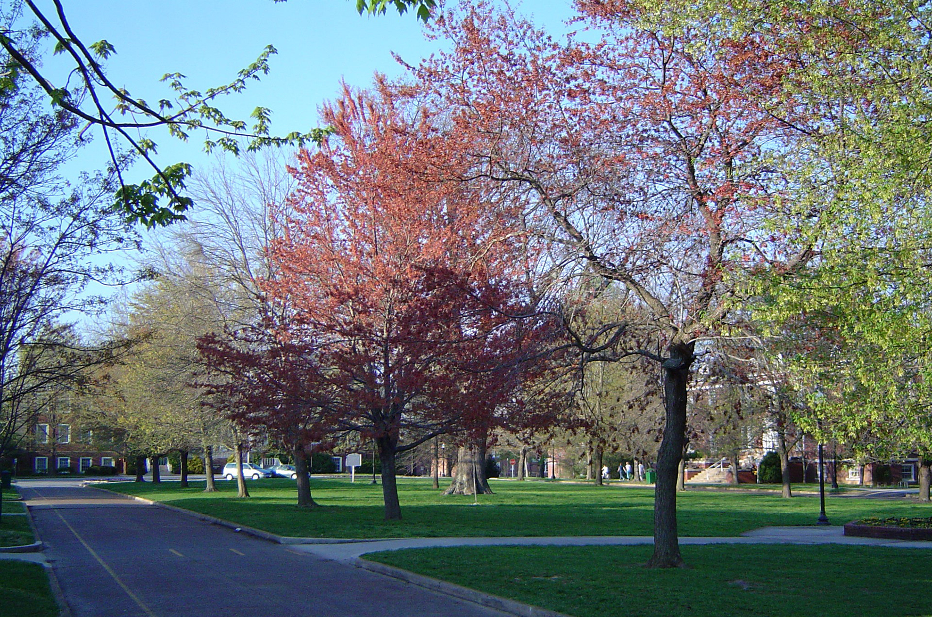 College campus with trees blooming in springtime. Copyright 2020 Kristy Boyd