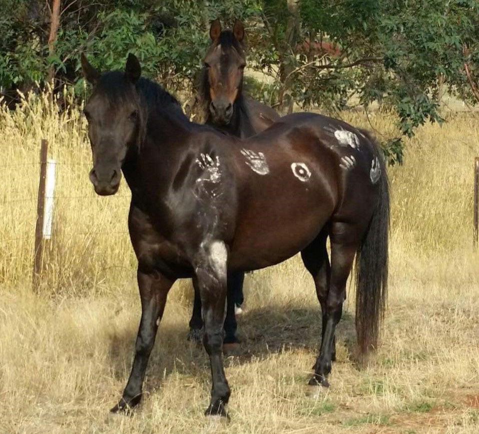 Ari has been painted many times by visitors