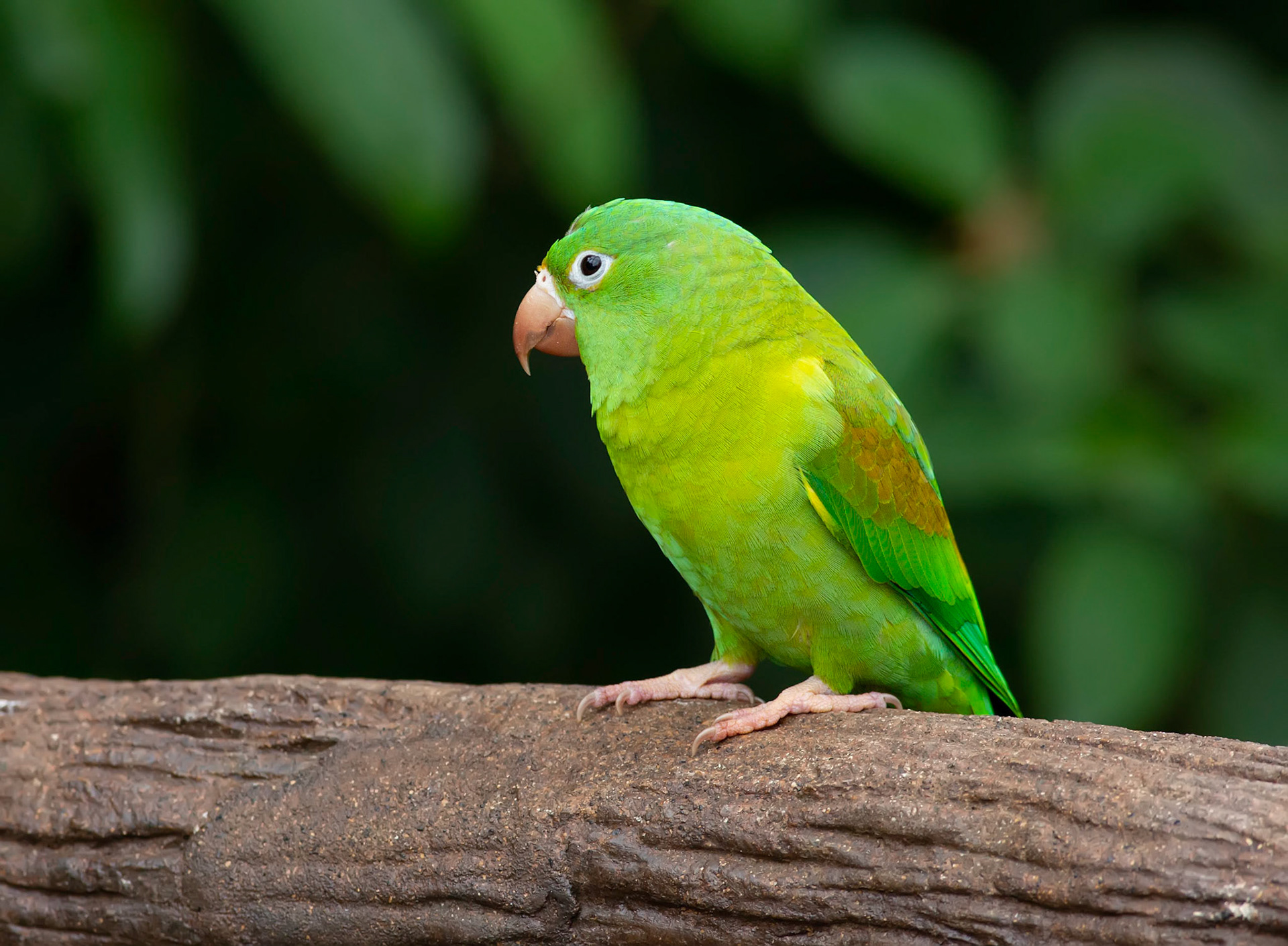 Orange-chinned Parakeet