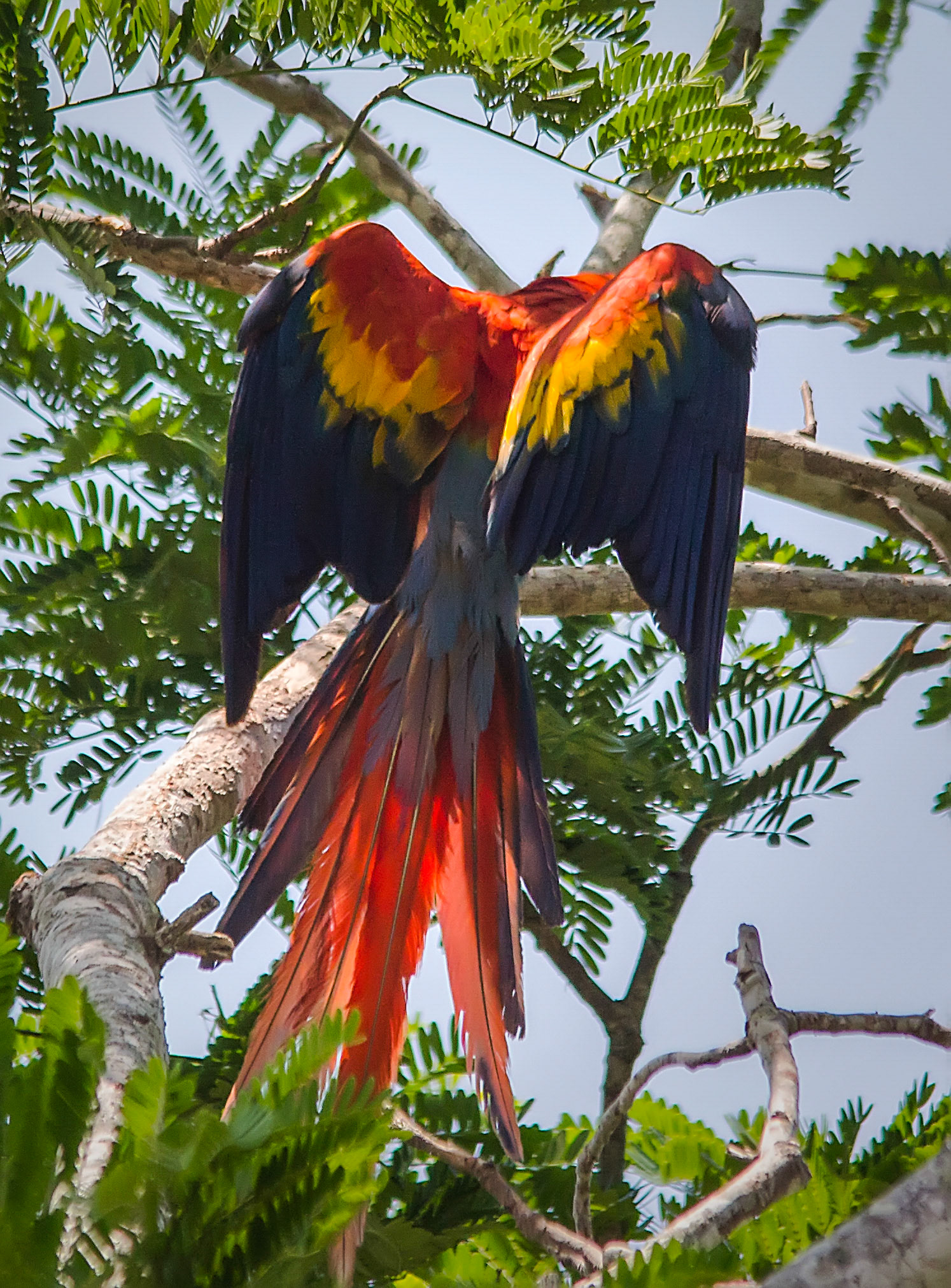 Scarlet Macaw