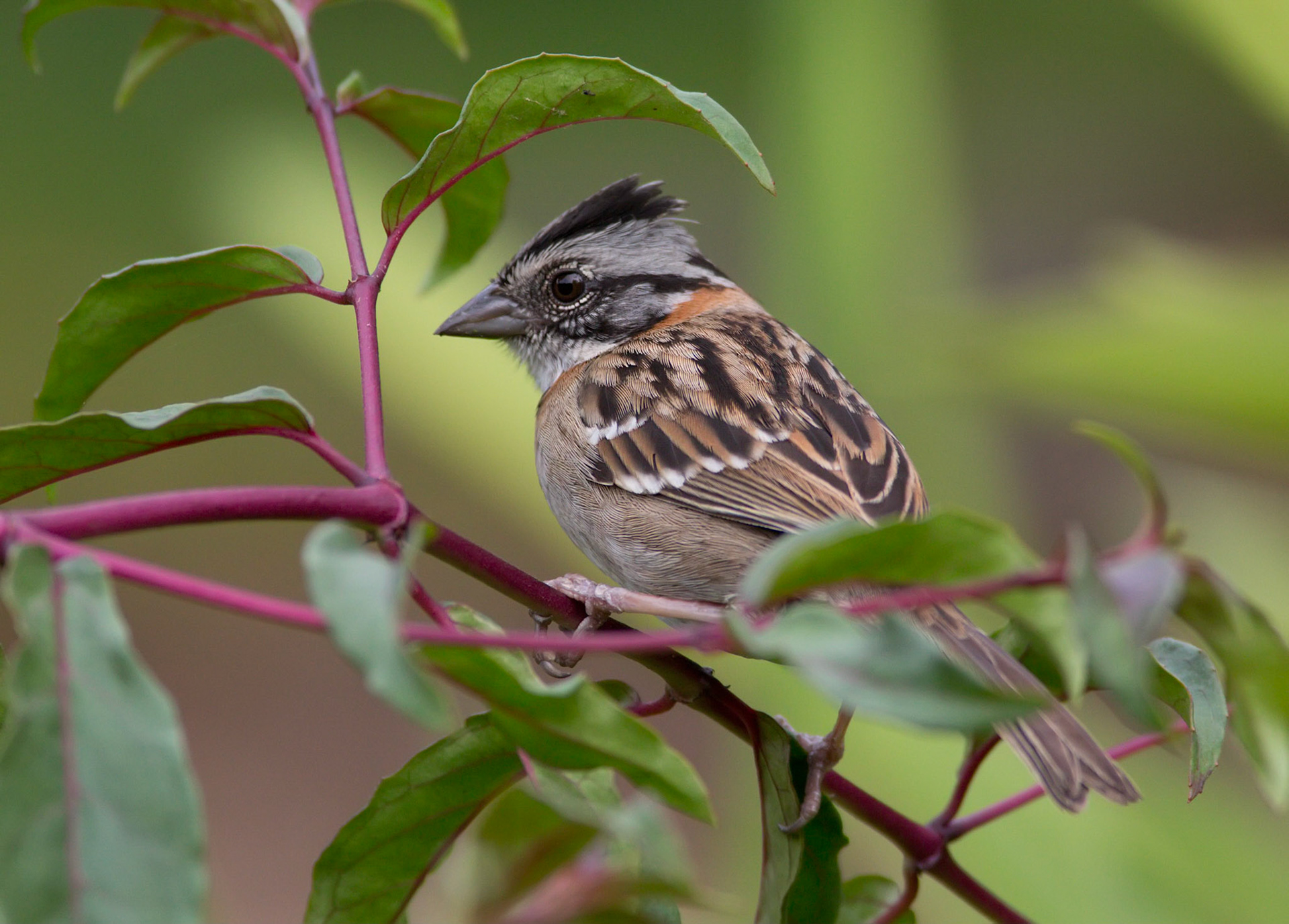 Rufous-collared Sparrow