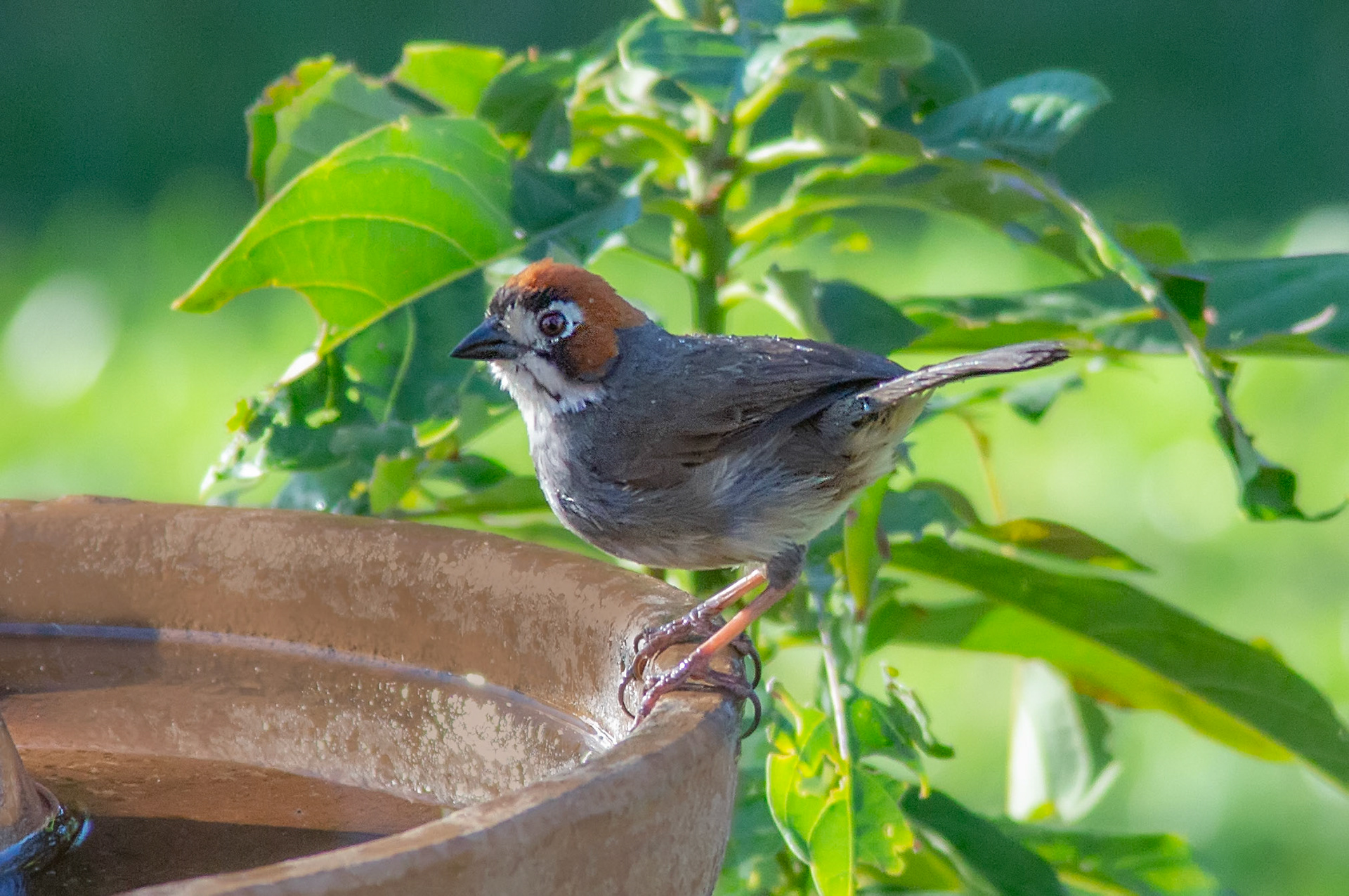 Cabanis's Ground-Sparrow