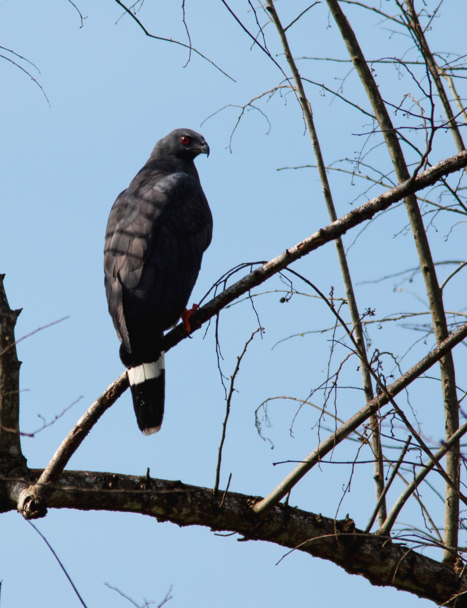 Crane Hawk
