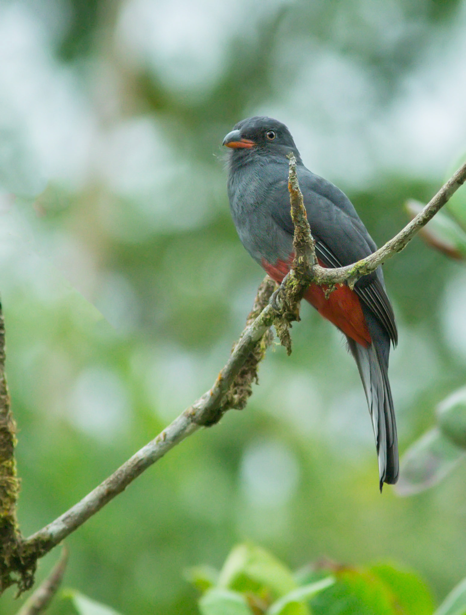 Slaty-tailed Trogon, Female