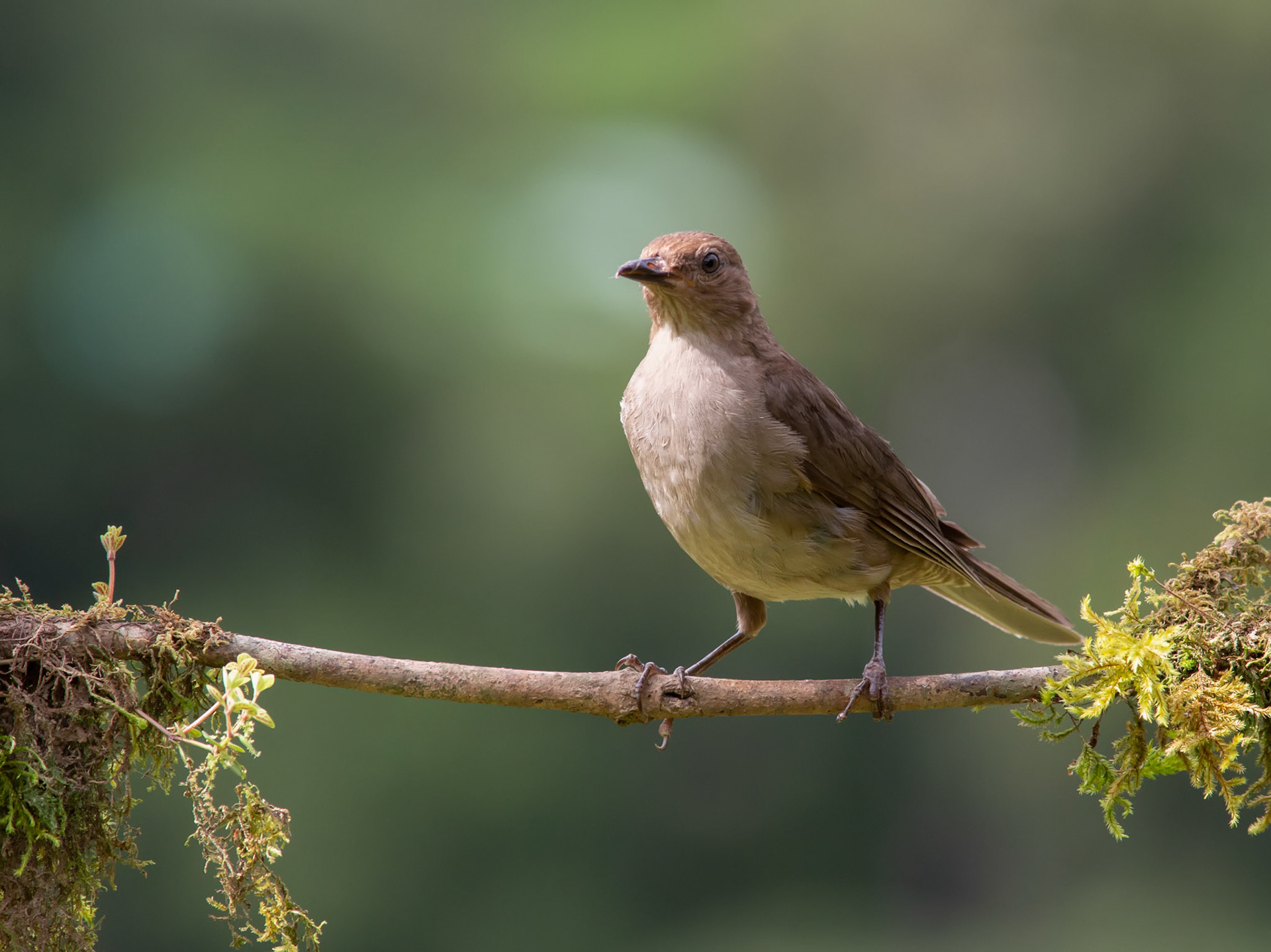 Mountain Thrush