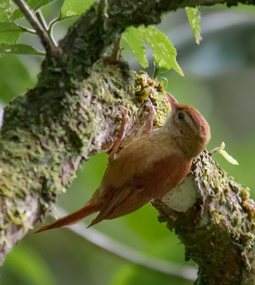 Ruddy Treerunner