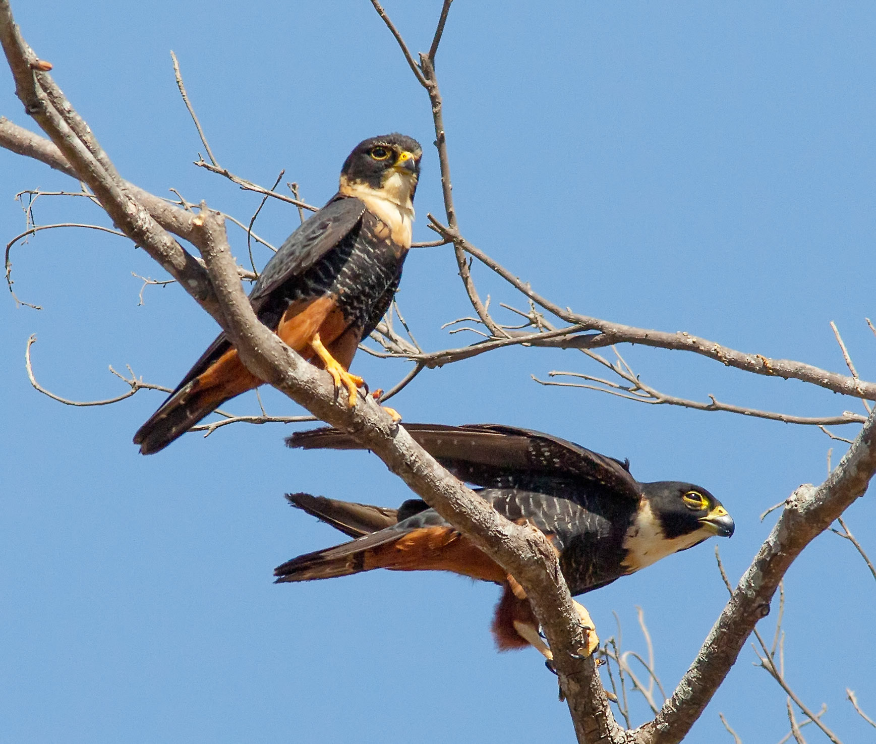 Bat Falcon, Male and Female