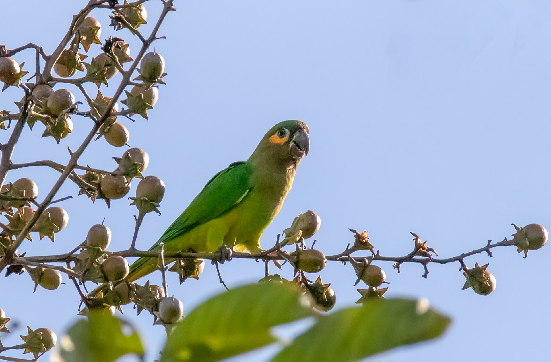 Brown-throated Parakeet