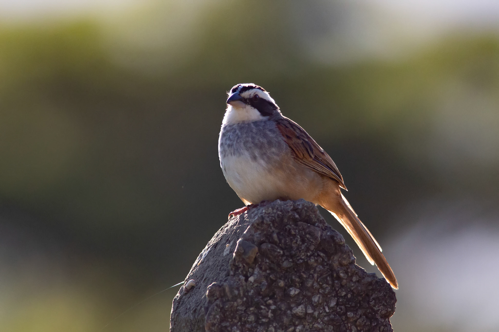Stripe-headed Sparrow