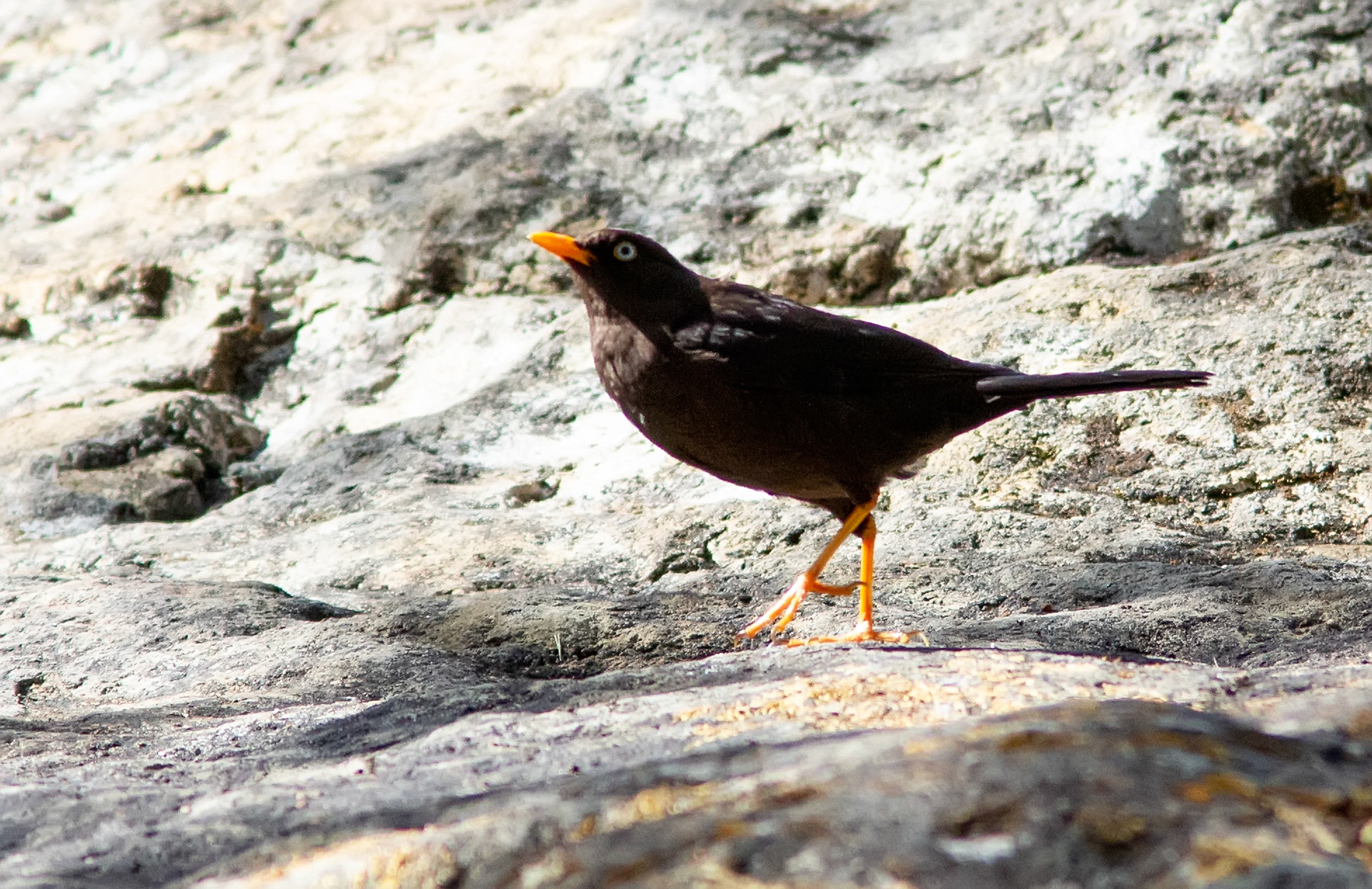 Sooty Thrush